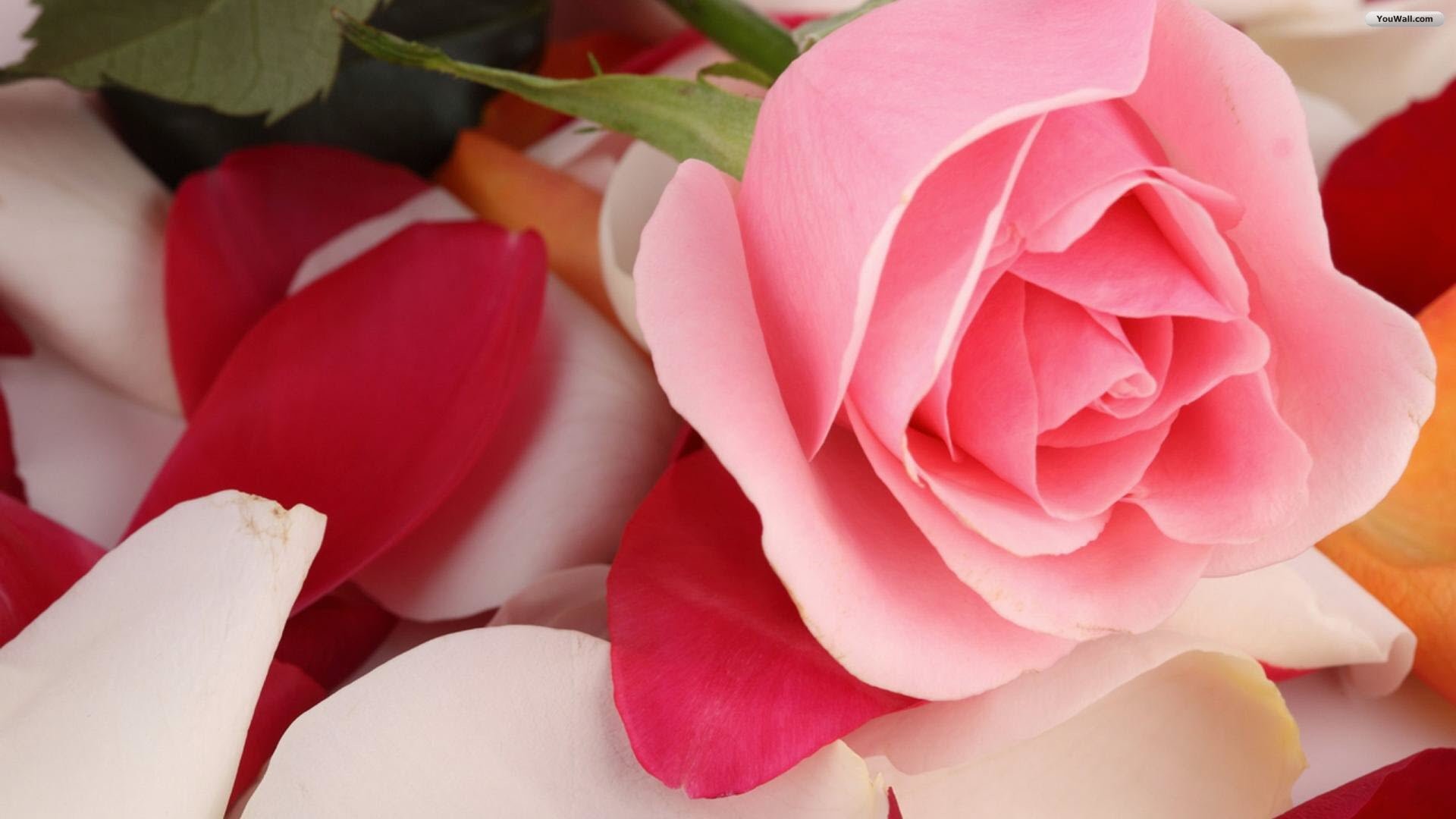 1920x1080 Pink Rose Backgrounds Wallpaper