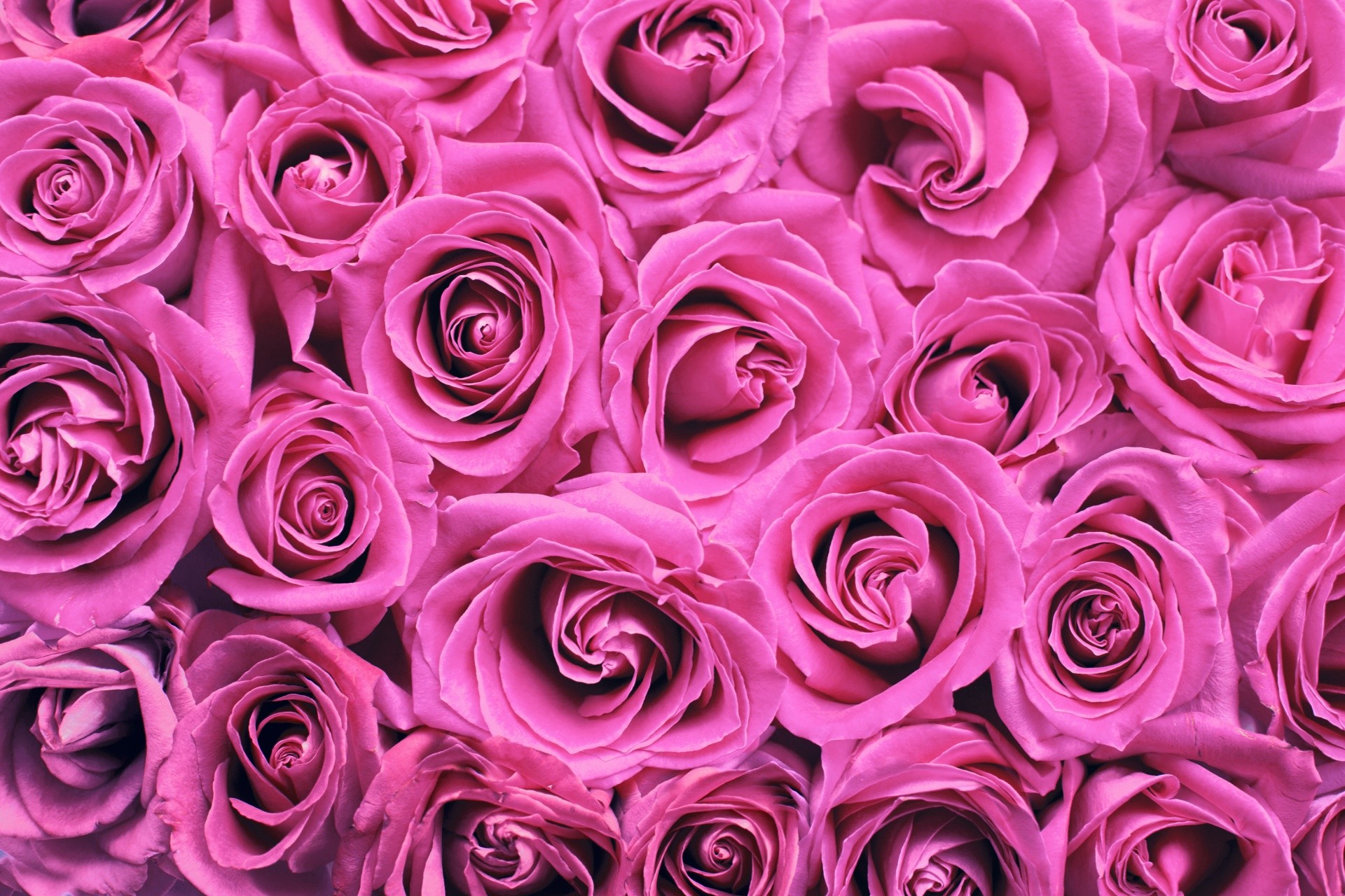1920x1280 Roses Background Pink