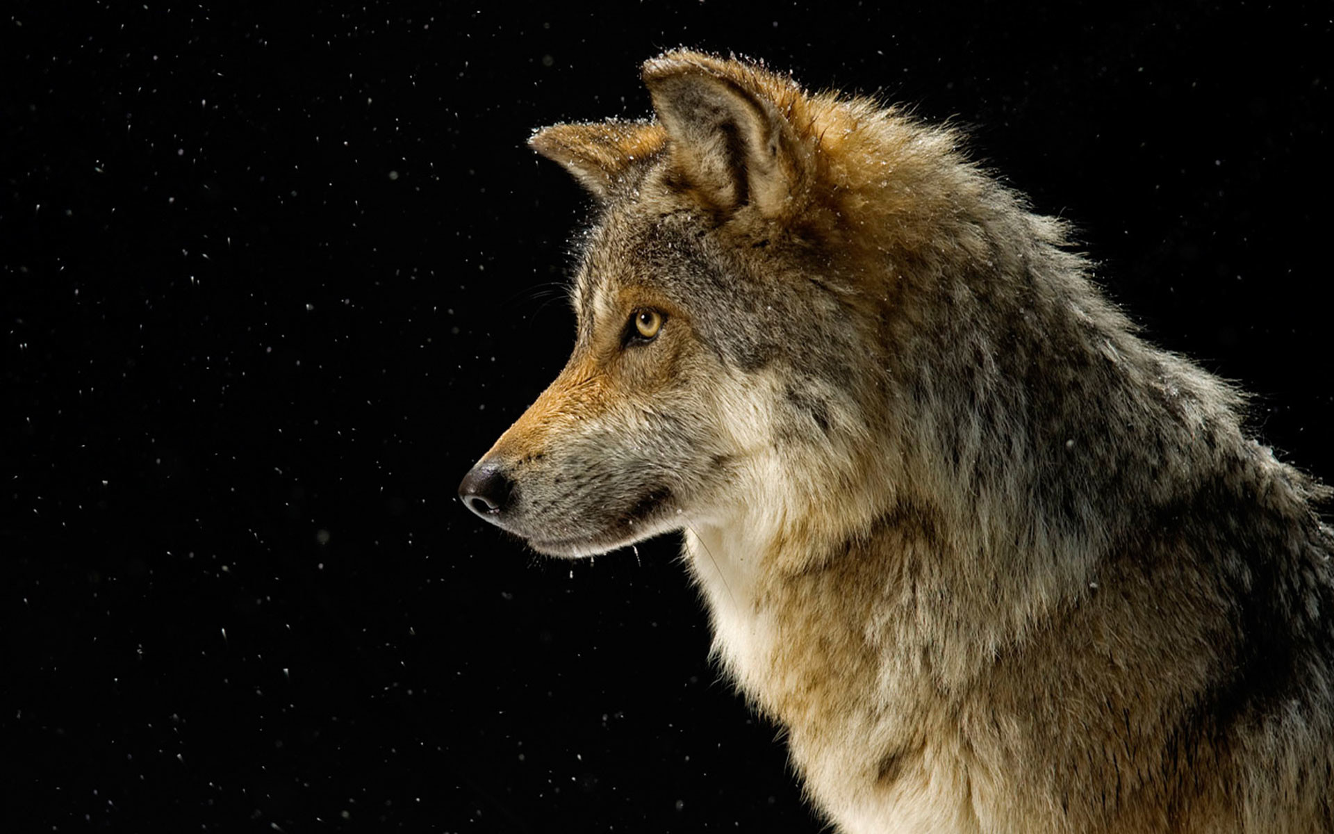 1920x1200 big wolf images wallpaper