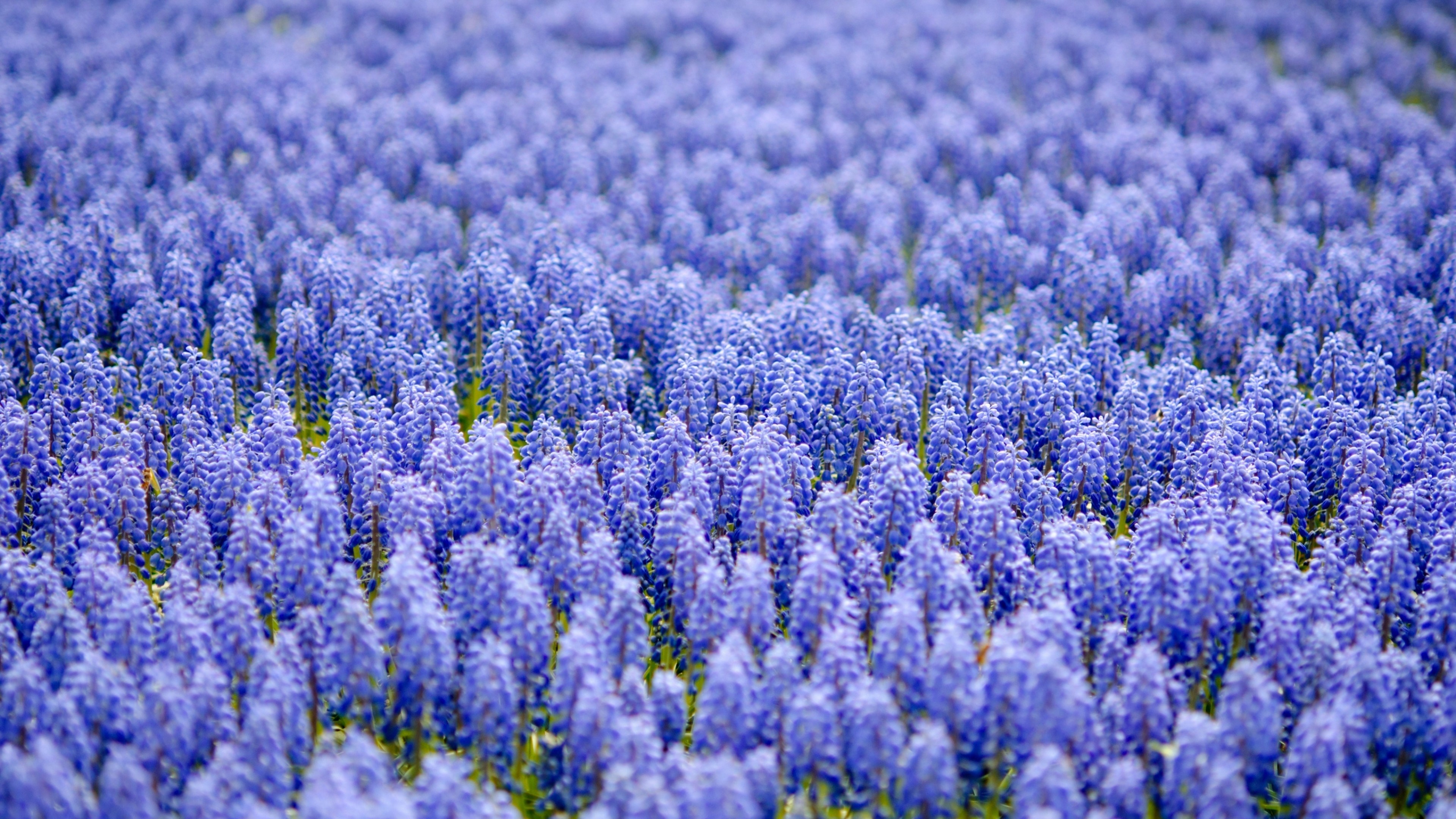 3840x2160  Wallpaper muscari, blue, field, lot, blurring