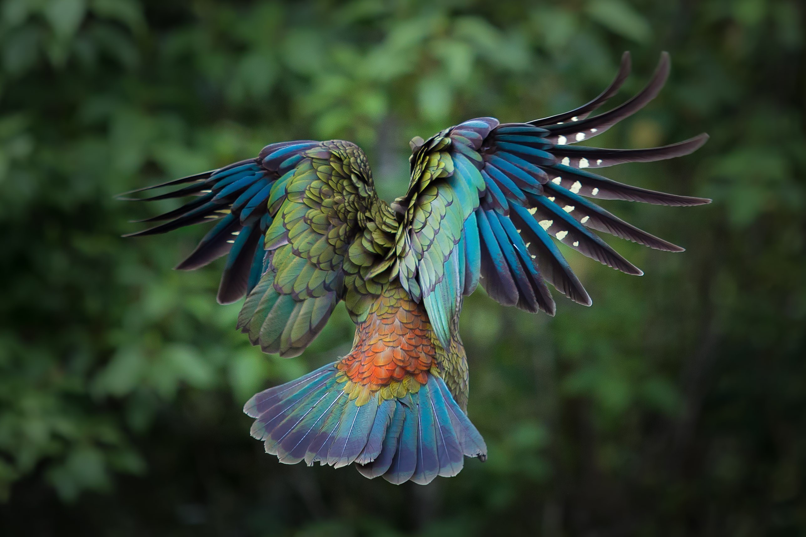 2575x1717 #parrot, #colorful, #animals, #New Zealand, #kea, #birds, #feathers  wallpaper