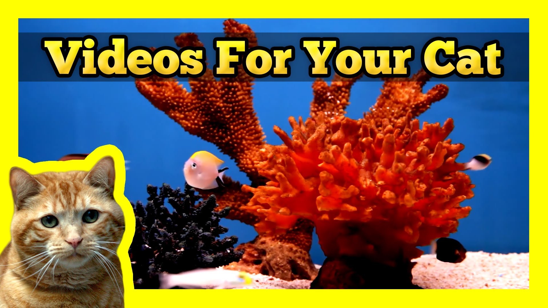 1920x1080 Videos for your Cat - Fish Tank (Trigger Fish, Yellow Wrasse, Domino  Damsel) - YouTube