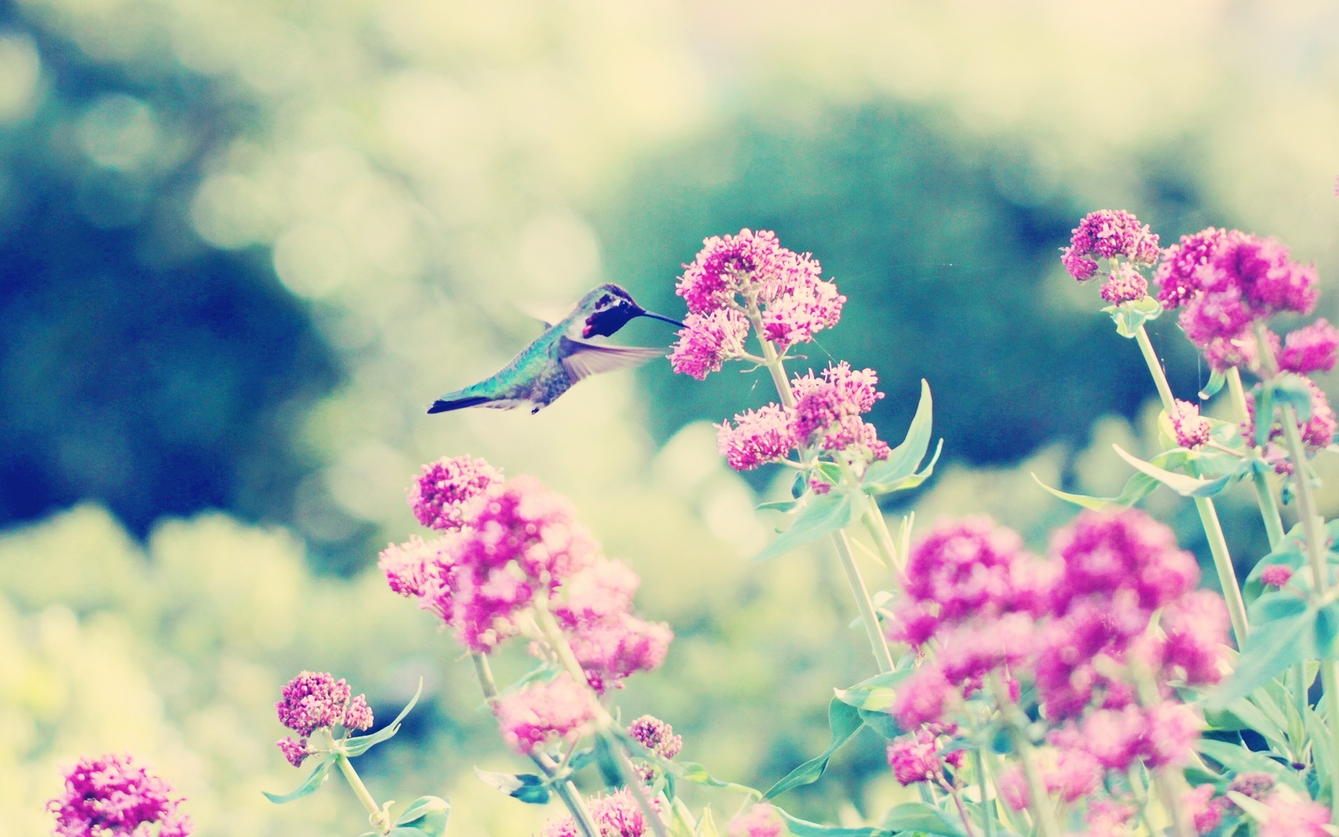 1920x1200 Wallpaper Hummingbirds, Birds, Flowers, Branches, Stems HD, Picture, Image