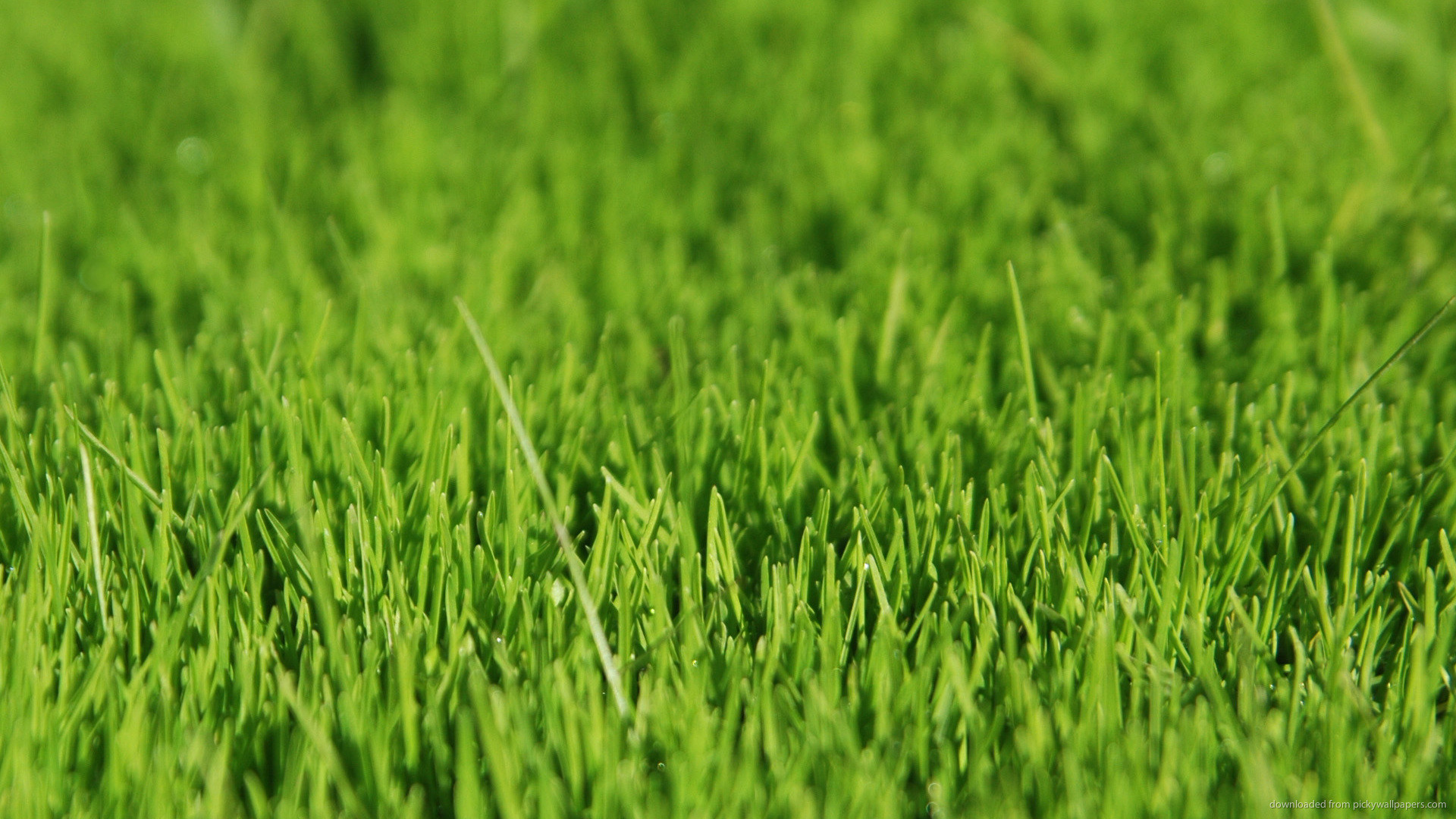 1920x1080 Green grass picture
