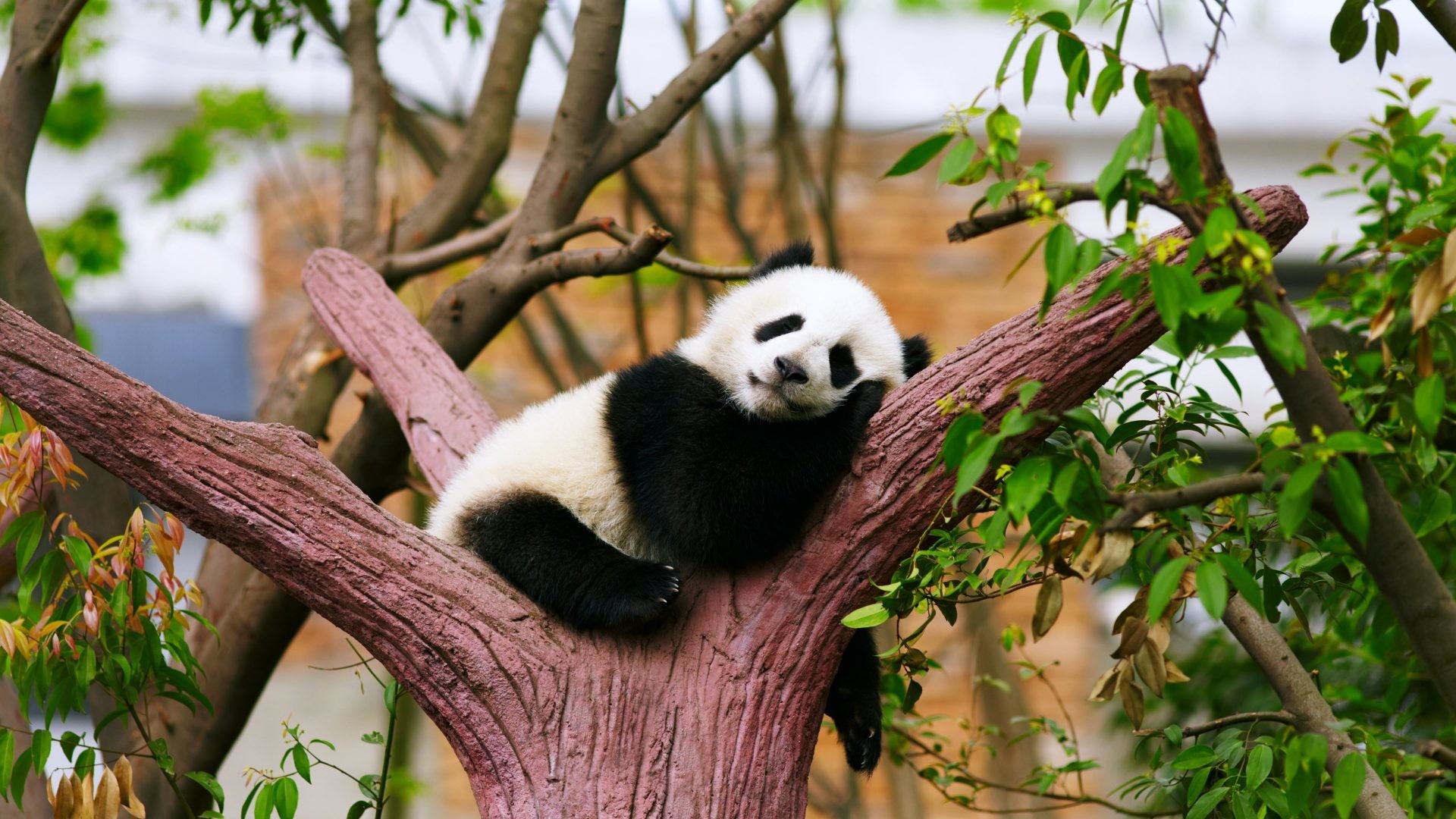 1920x1080 Panda Tag - Relax Panda Baby Animals Zoo Bear Trees Sleepy Rest Photos Hd  Animal for