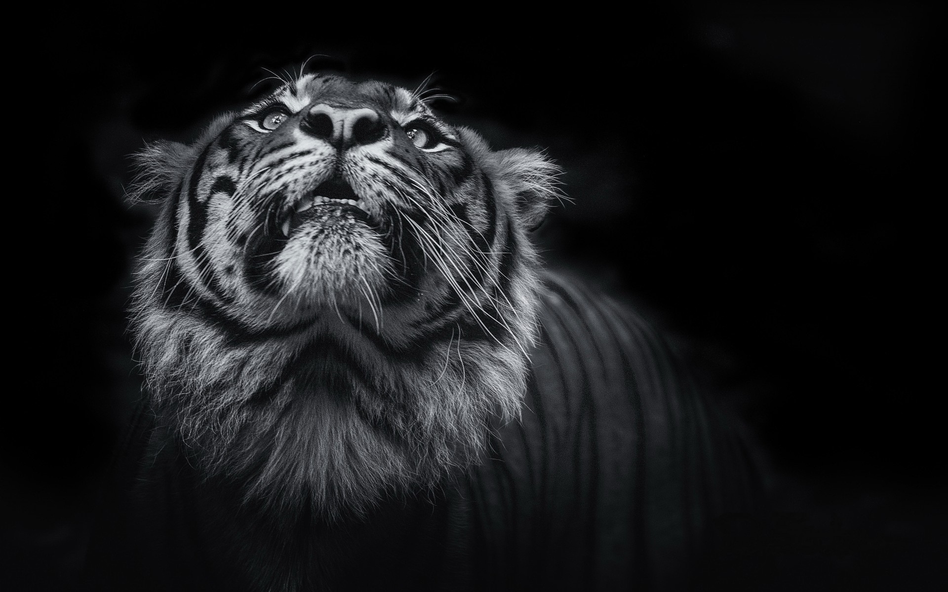 1920x1200 Tiger face black and white HD wallpapers