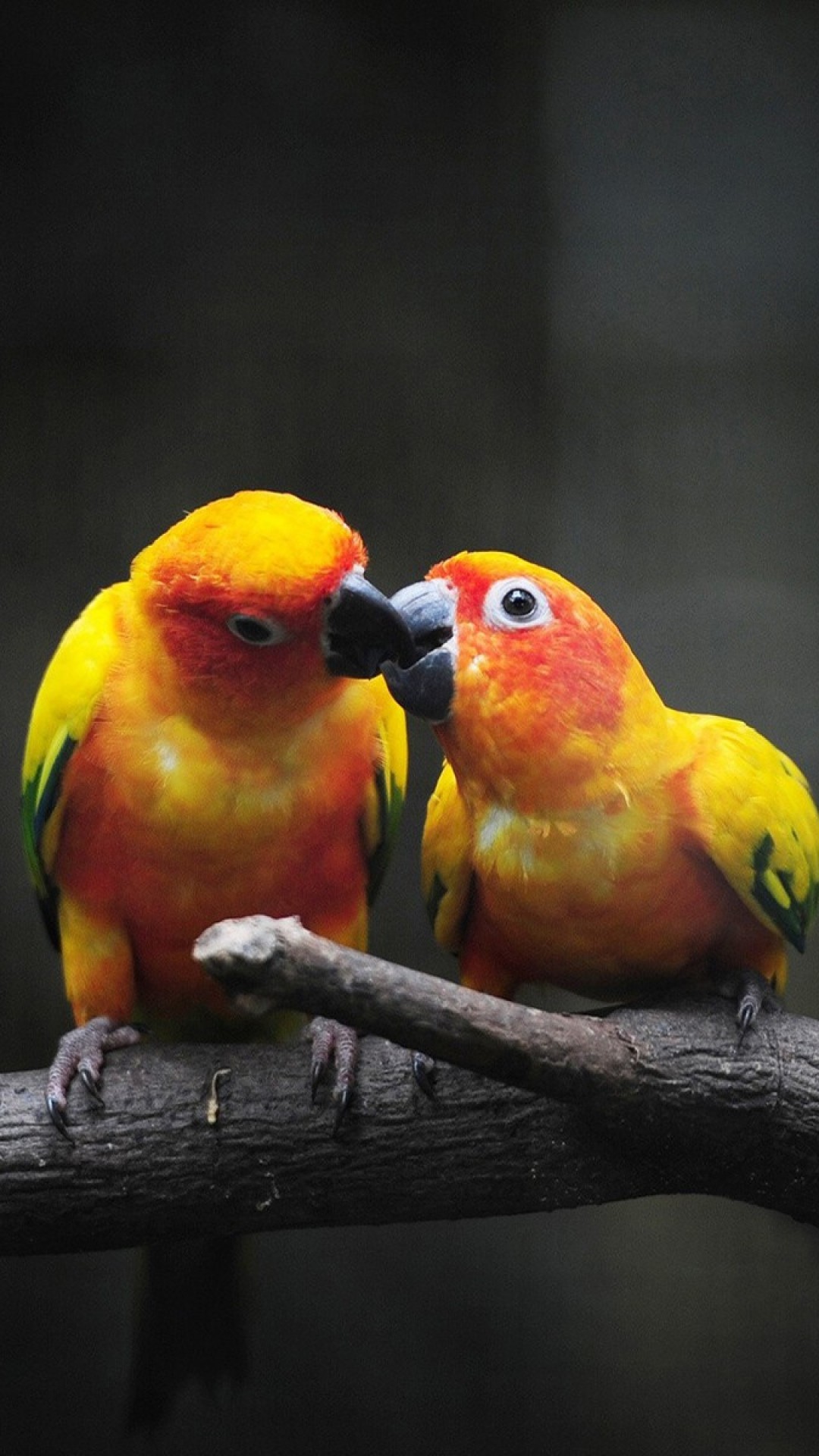 1080x1920  Wallpaper parrot, branch, color, birds