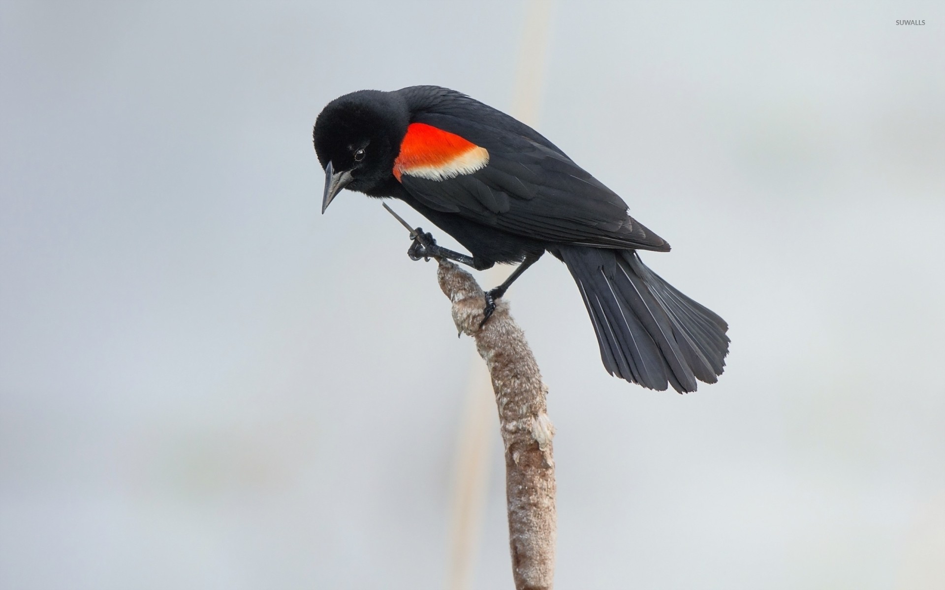 1920x1200 Red-winged blackbird on a cattail wallpaper