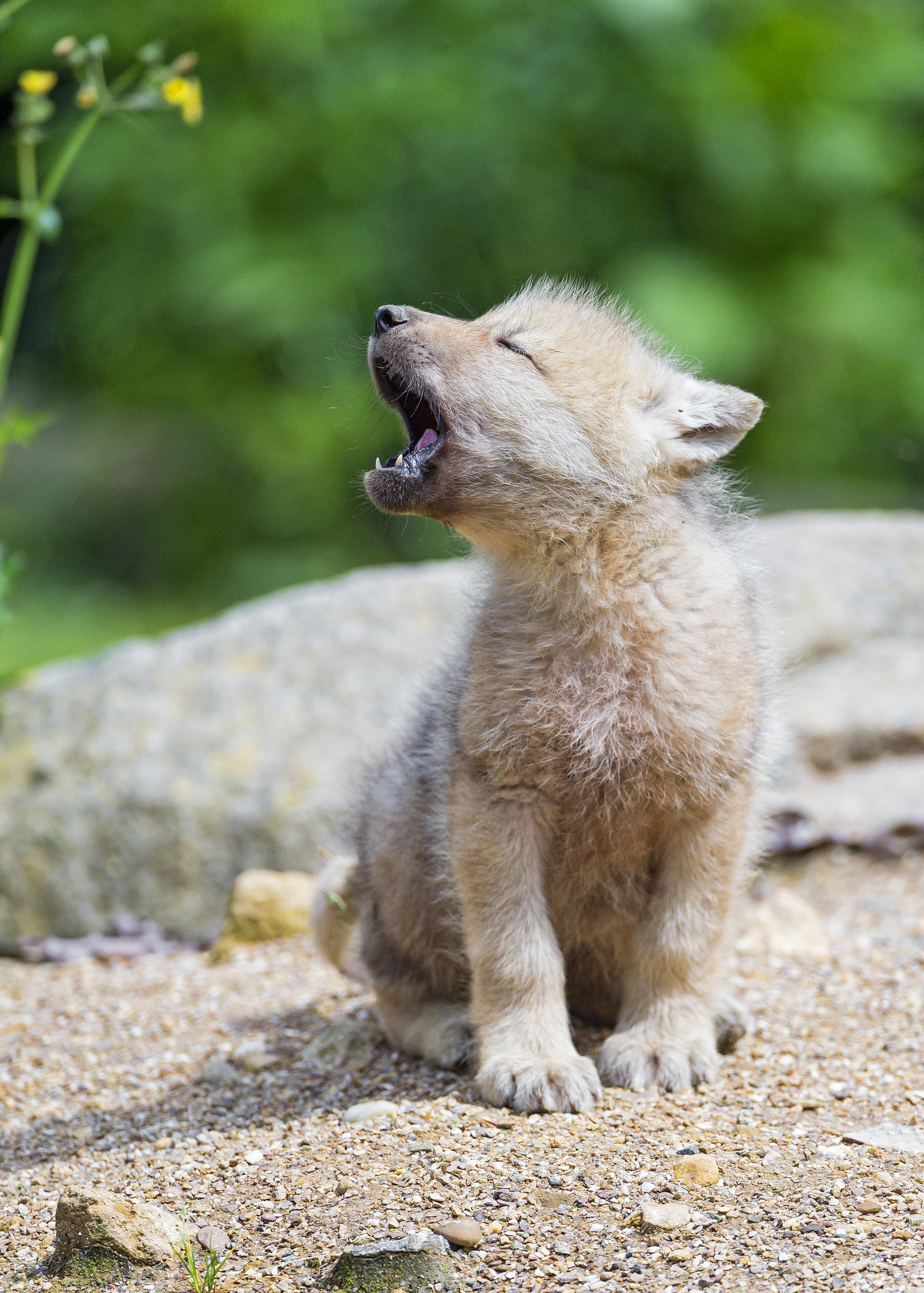 1463x2048 Baby arctic wolf learning to yawn | I think that this picture is utterly  cute!
