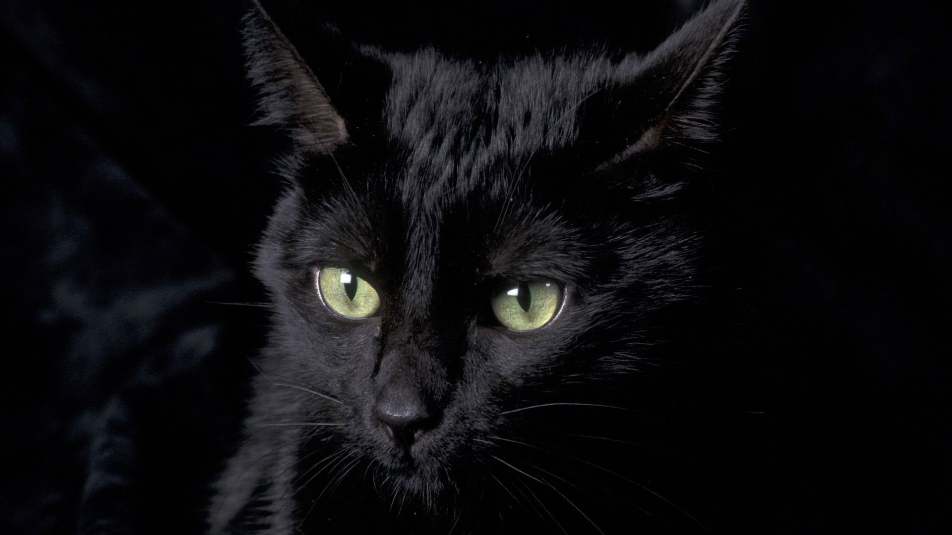 1920x1080 hd pics photos cute pure black cat hd quality desktop background wallpaper