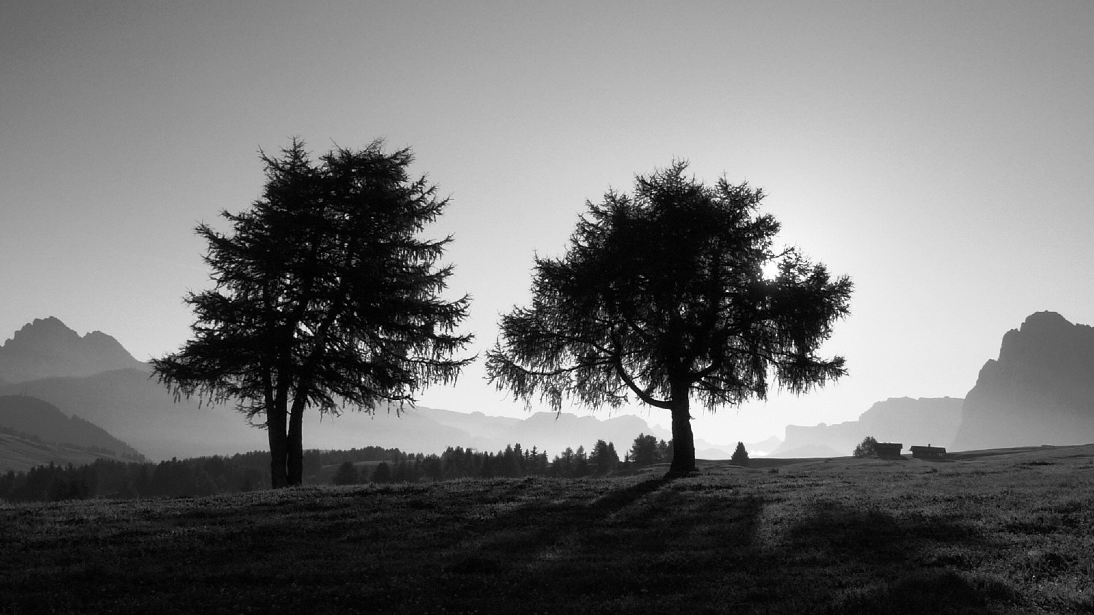 3840x2160 Preview wallpaper trees, slope, black-and-white 