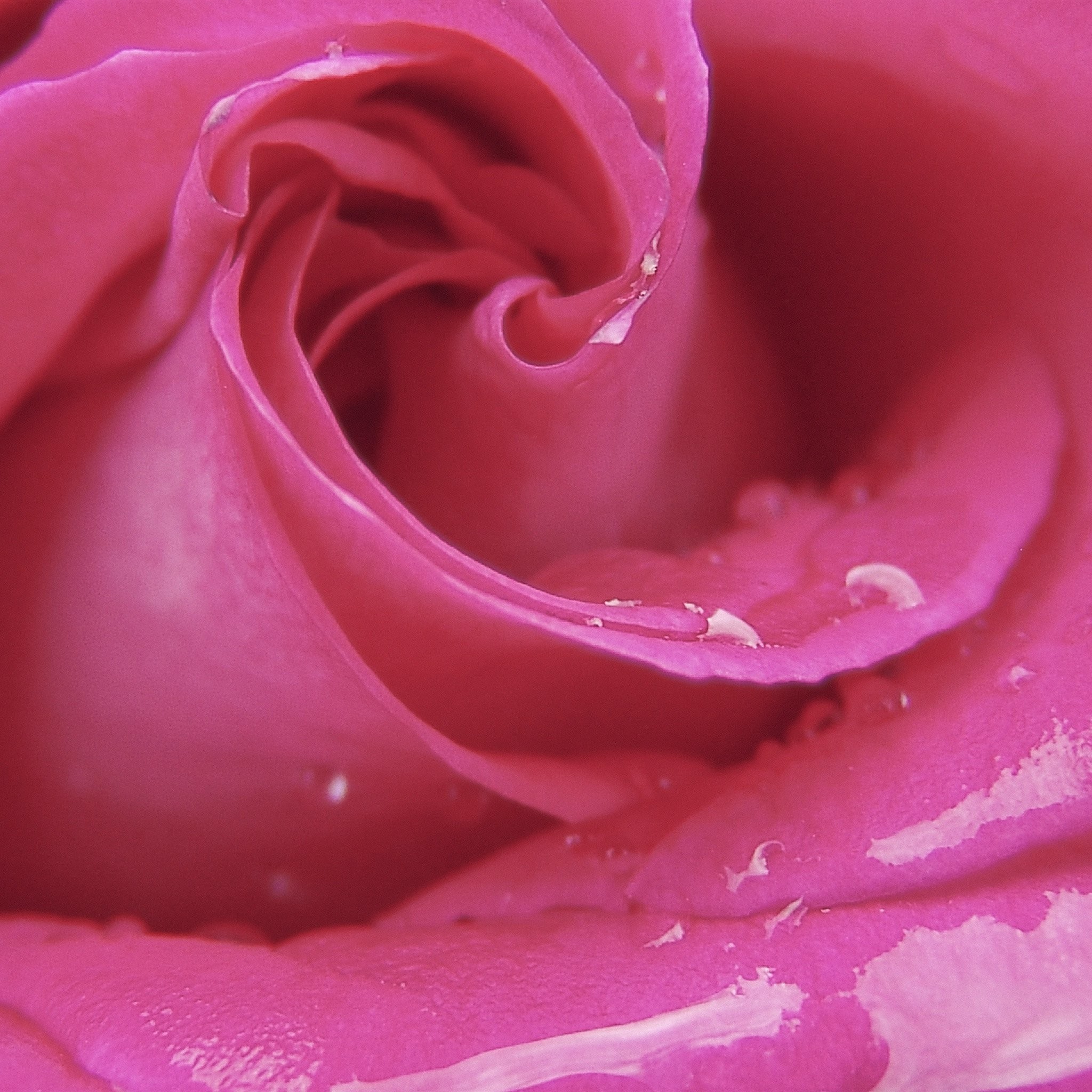 2048x2048 597 1: Love Romantic Rose Pink Red iPad wallpaper