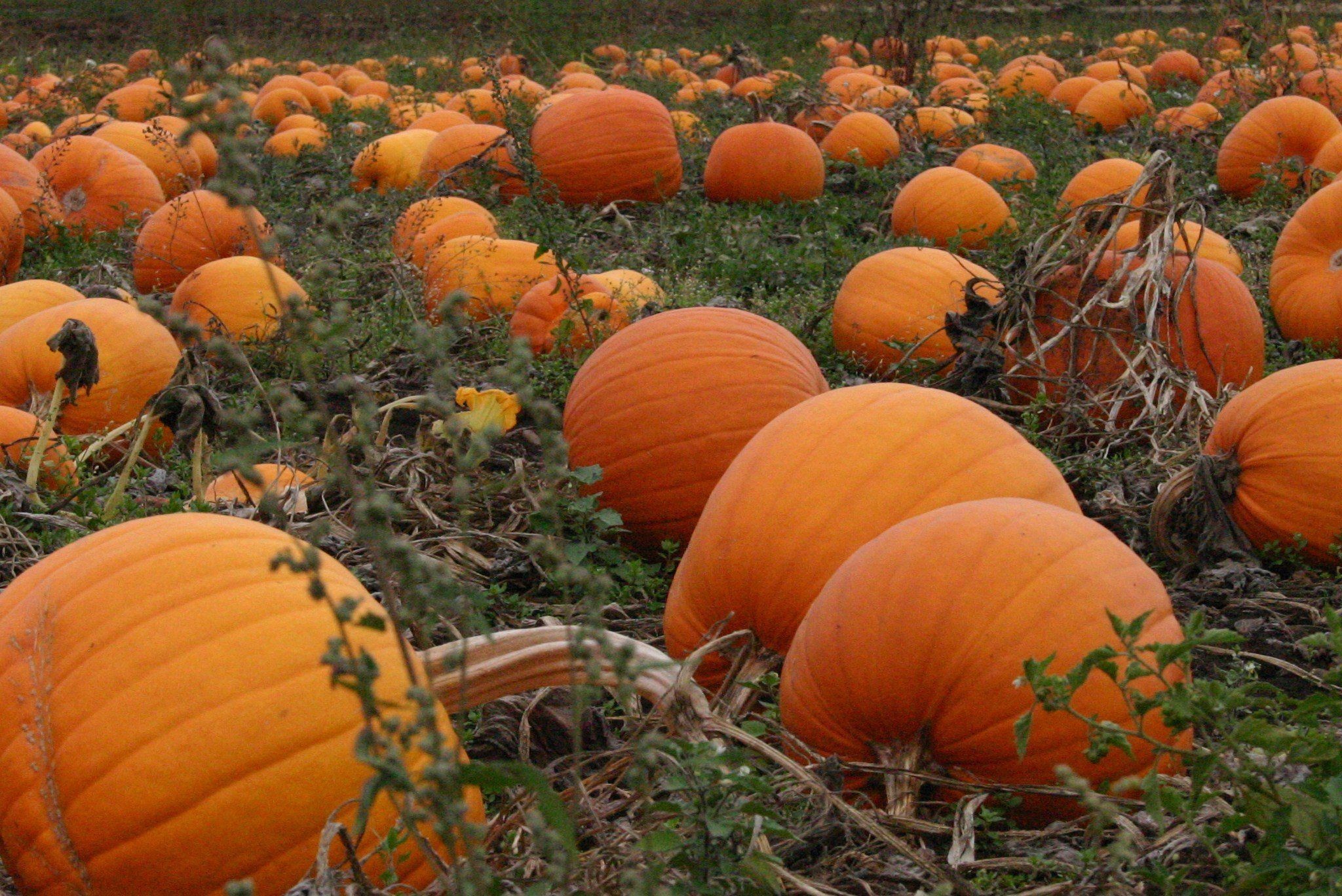 2048x1368 Pumpkin patch halloween autumn wallpaper