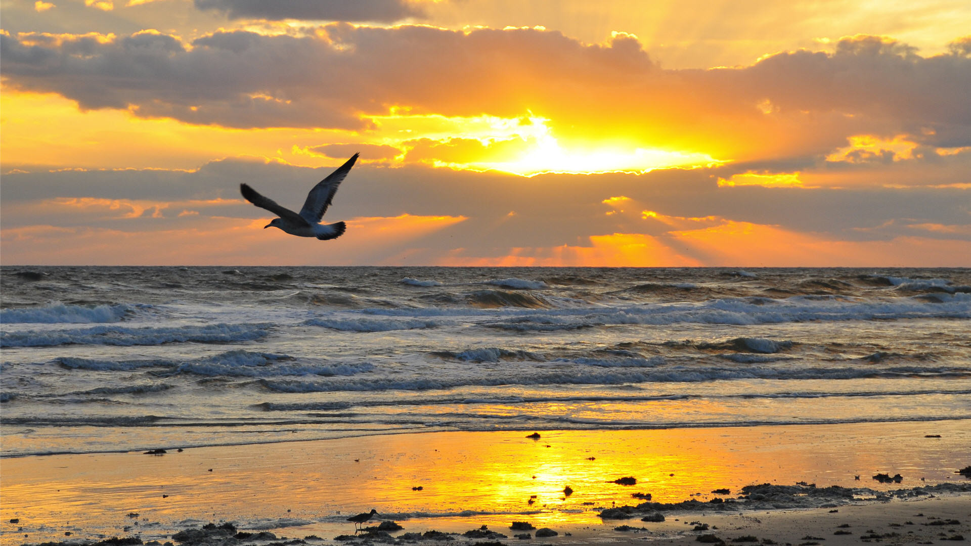 1920x1080 Two pelicans sit on a sign in the water for a beautiful ocean sunrise in  Daytona Beach, Florida. Early morning on the beach is a great time to visit  to see ...