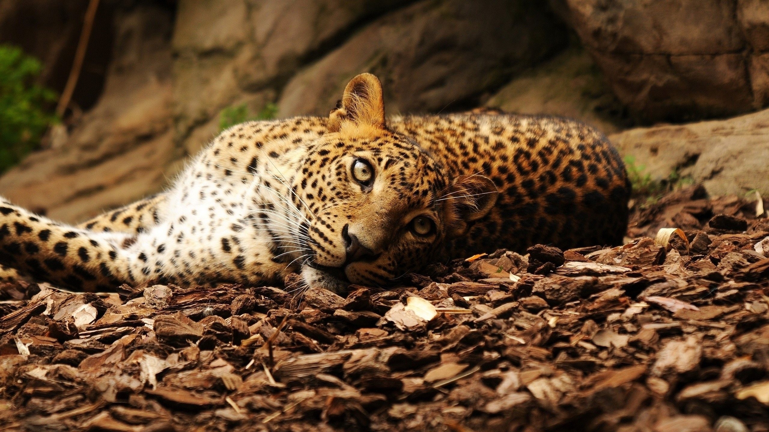 2560x1440  Wallpaper jaguar, foliage, big cat, spotted