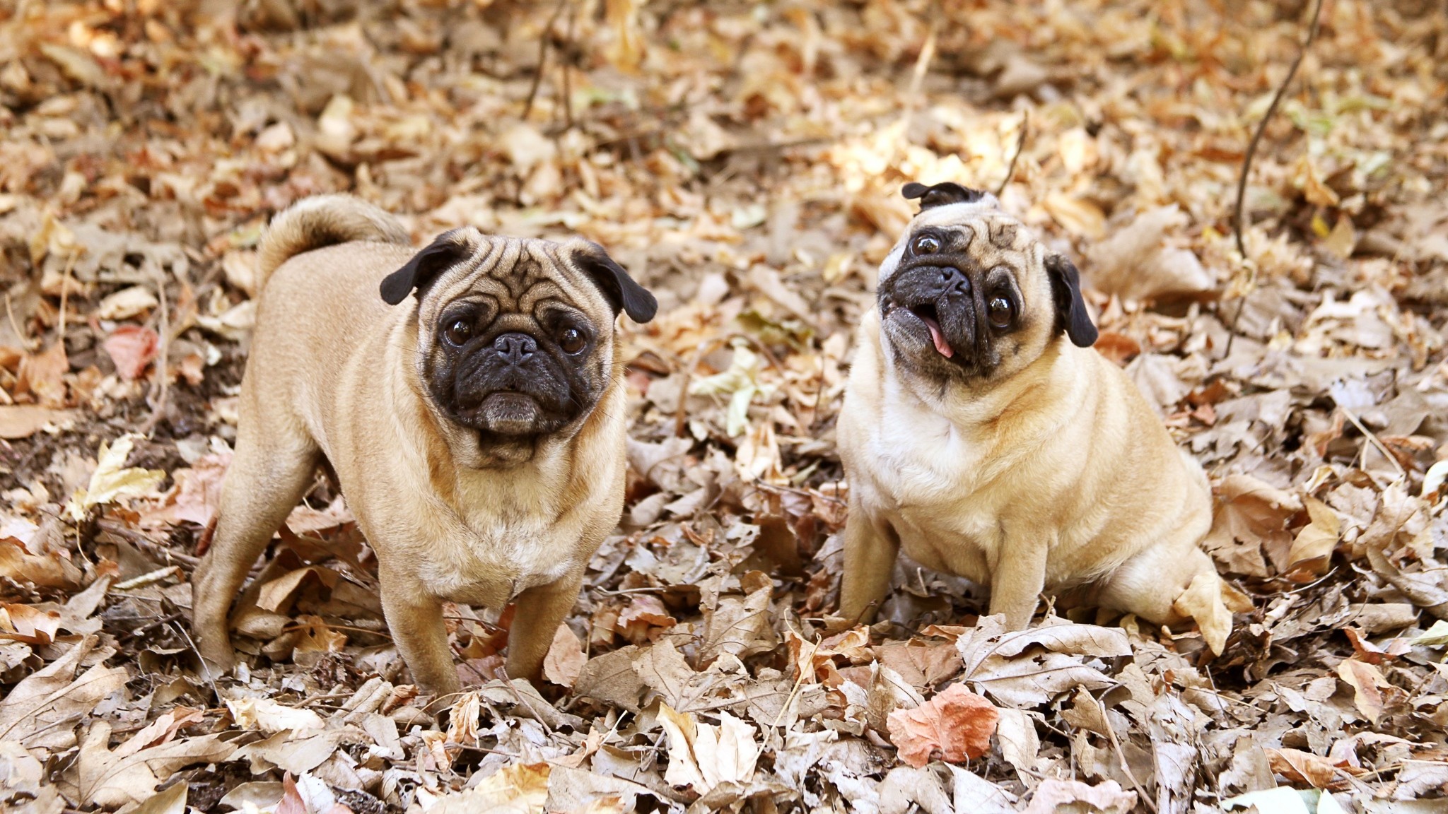 2048x1152 Preview wallpaper pug, foliage, dogs, funny 