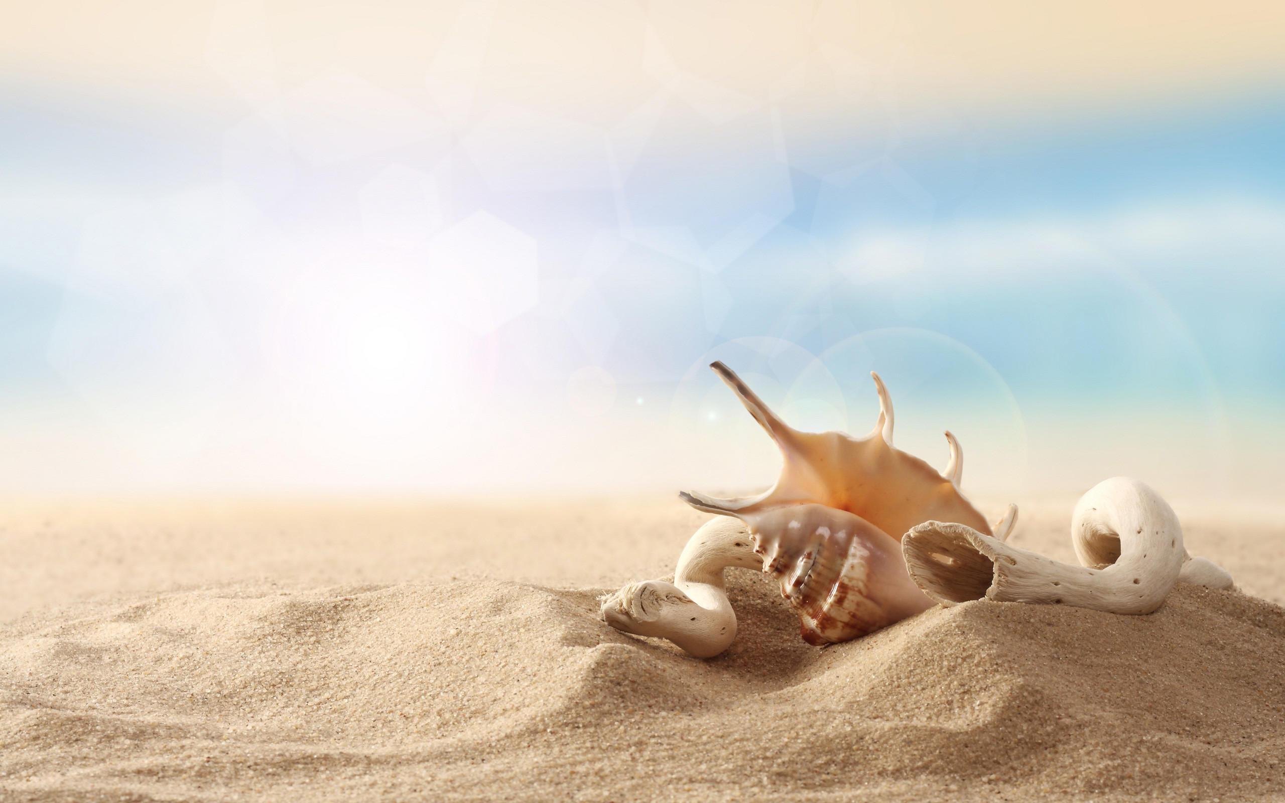 2560x1600 Sand - Seashells with pearl on beach - Seashell desktop wallpaper .