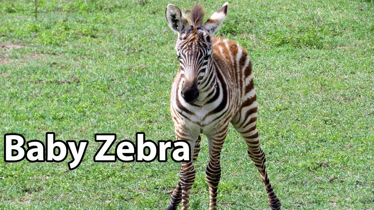 1920x1080 Baby Zebra - Zoo Babies