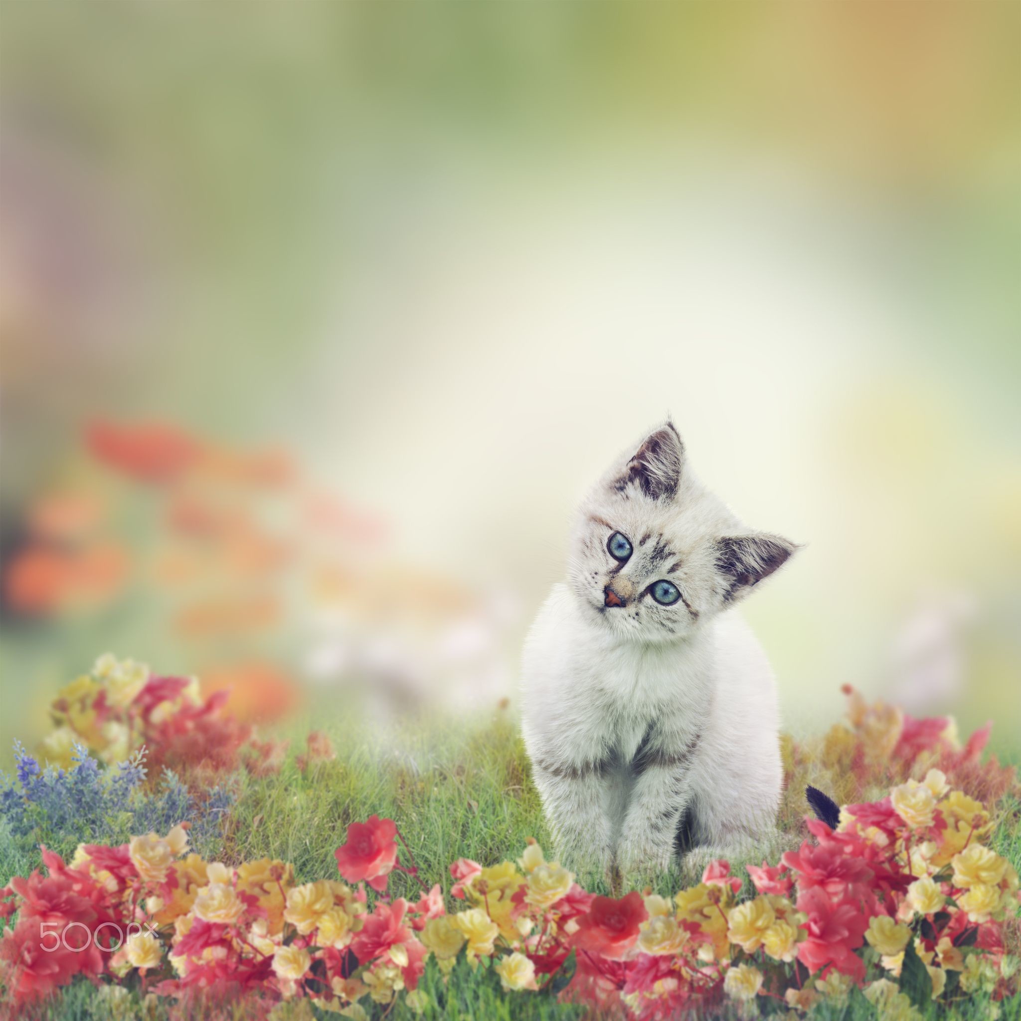 2048x2048 Kitten in Flowers