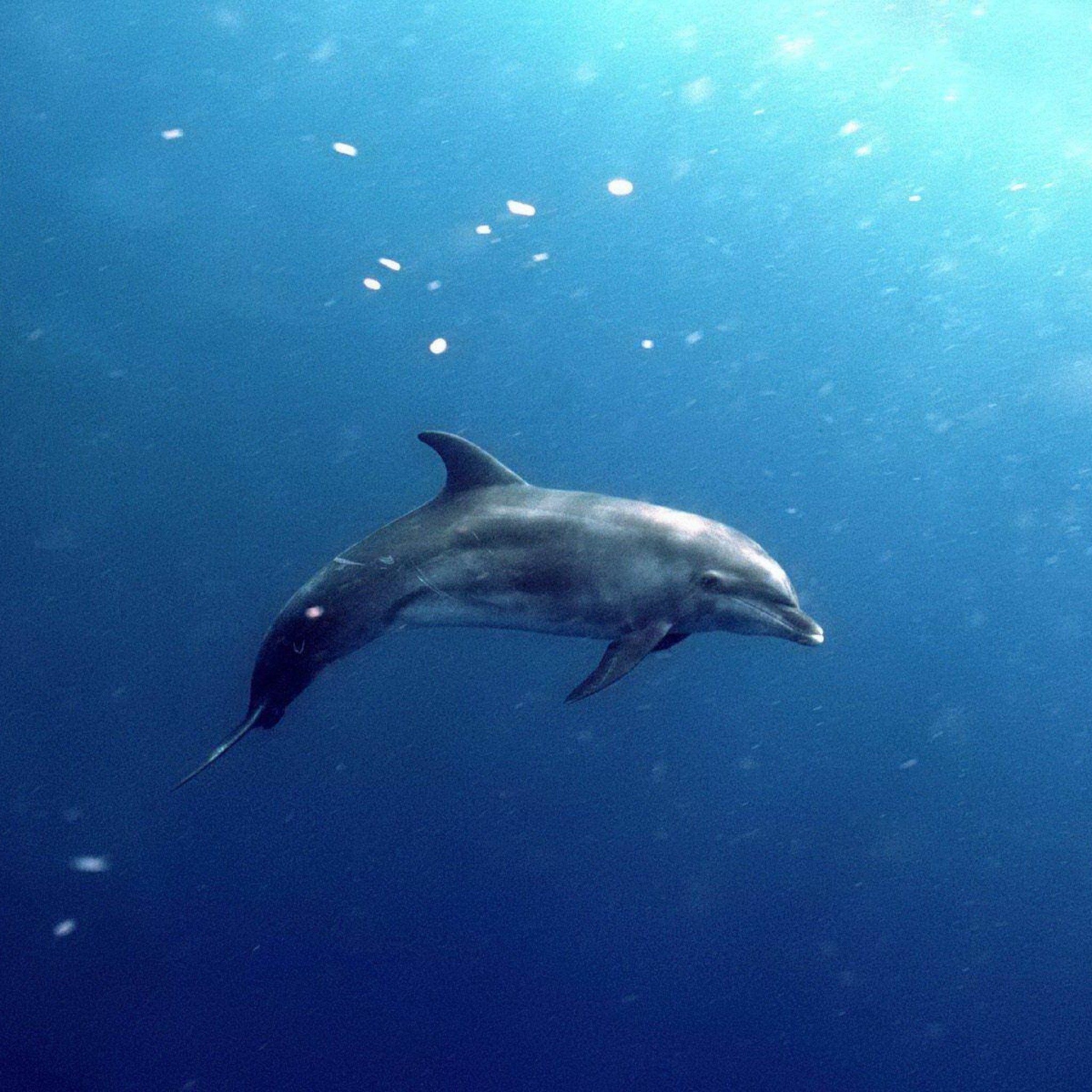 2048x2048 Pink dolphin wallpaper iphone - photo#26