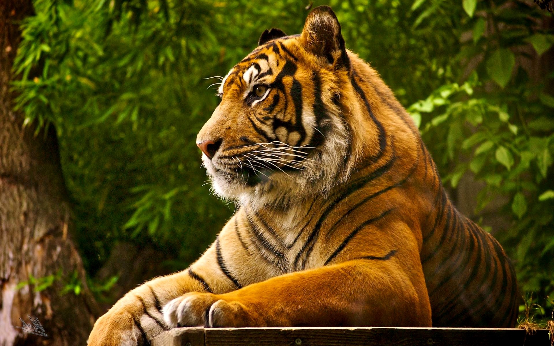 1920x1200 Natural Bengal Tiger Backgrounds