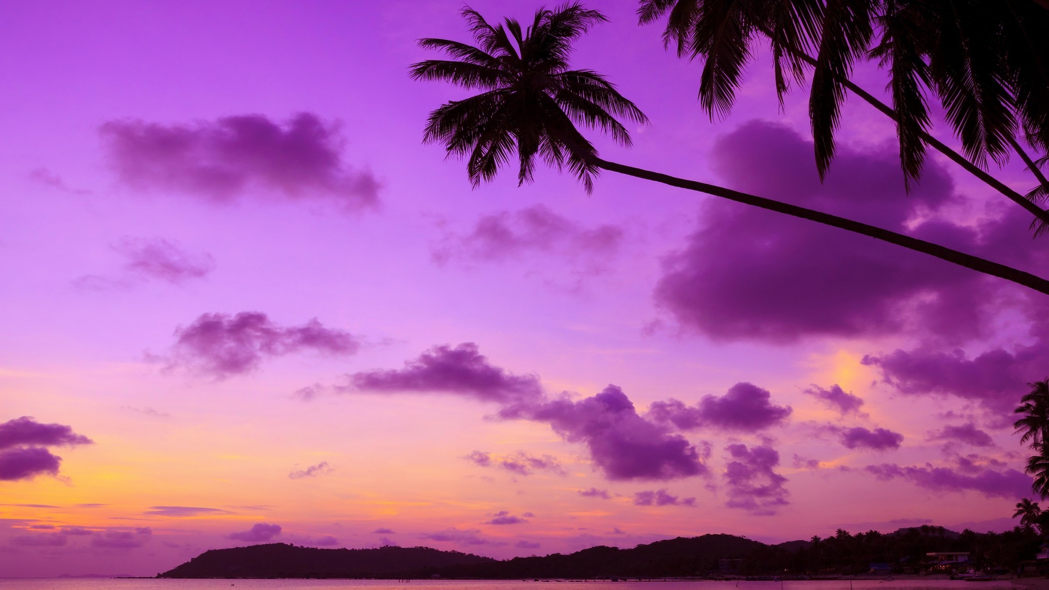 2048x1152 purple-palm-tree.jpg
