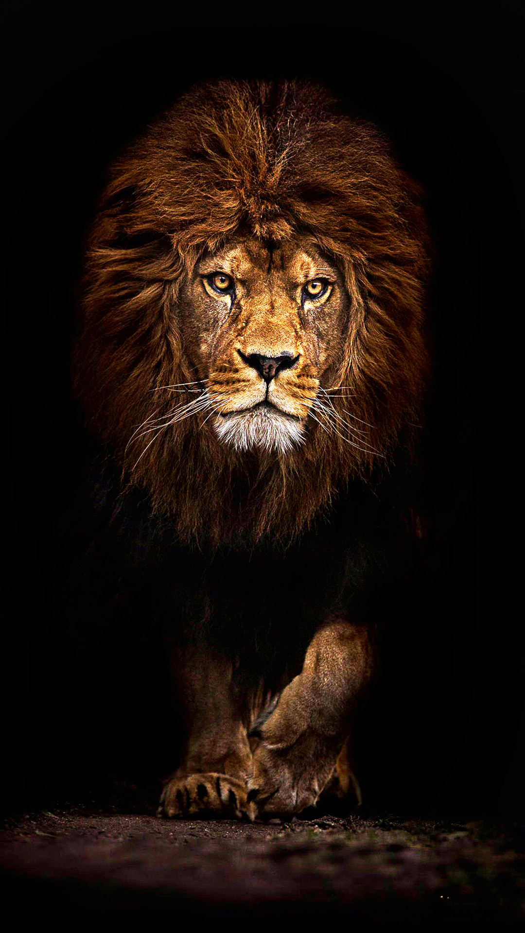 1080x1920 Lion Android Wallpaper