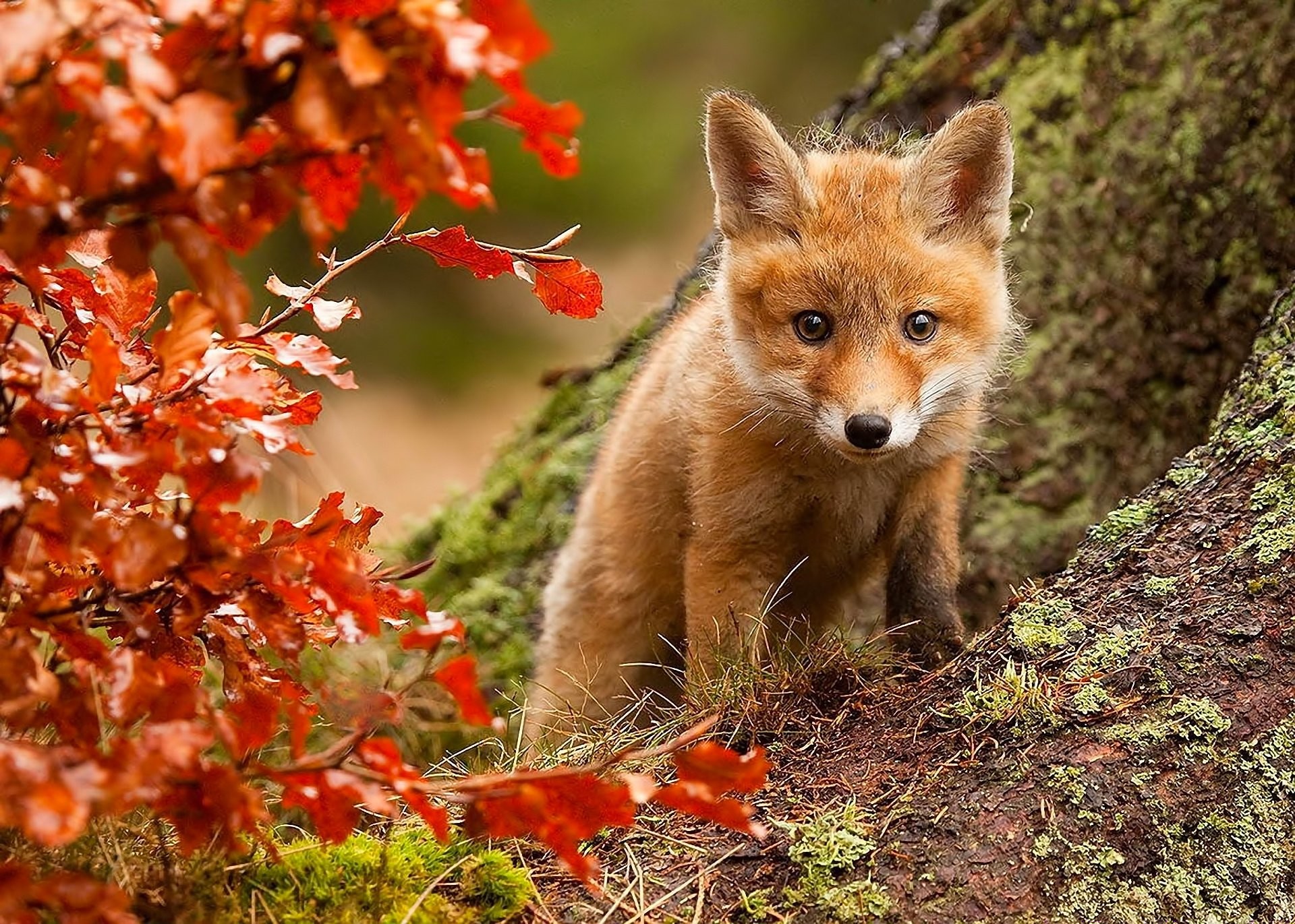 1920x1371 Nature fox fall leaves posture eyes wallpaper |  | 356324 |  WallpaperUP
