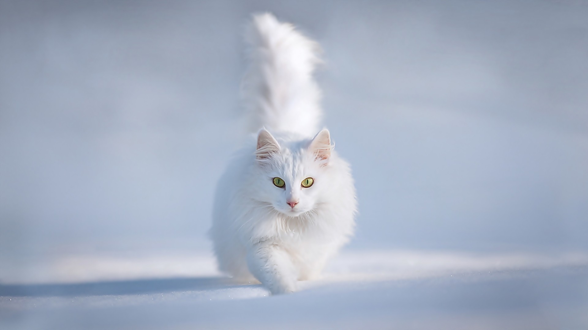 1920x1080 Download Cute White Persian Cat In Snow Wallpaper in high resolution ... -  More