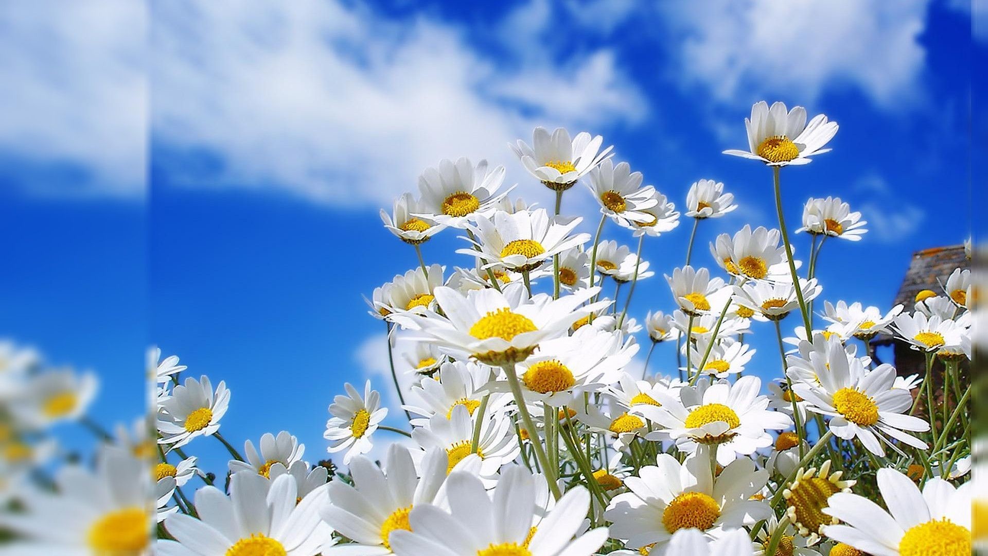 1920x1080 Collection of Flower Desktop Background on HDWallpapers