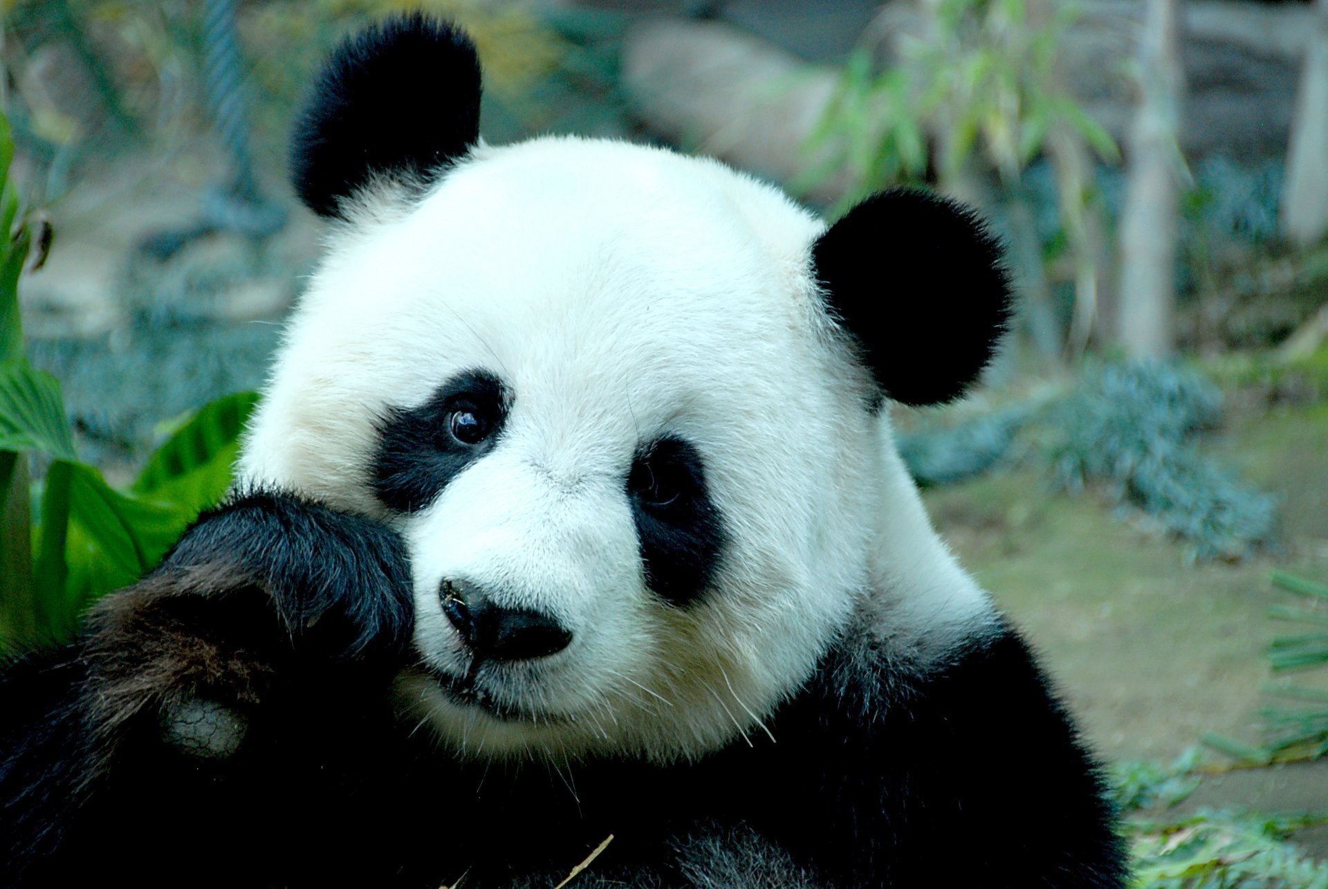 1920x1285 panda bear bamboo face