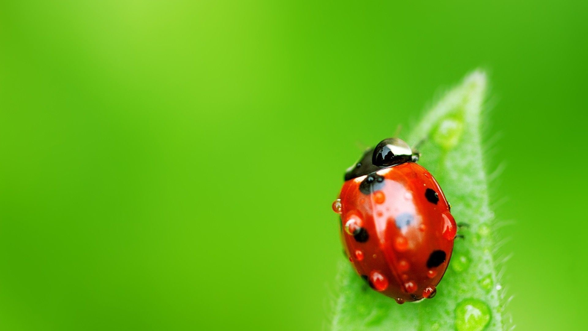 1920x1080 By Sueann Erby V.13: Amazing Ladybug Wallpapers, Pictures & Backgrounds