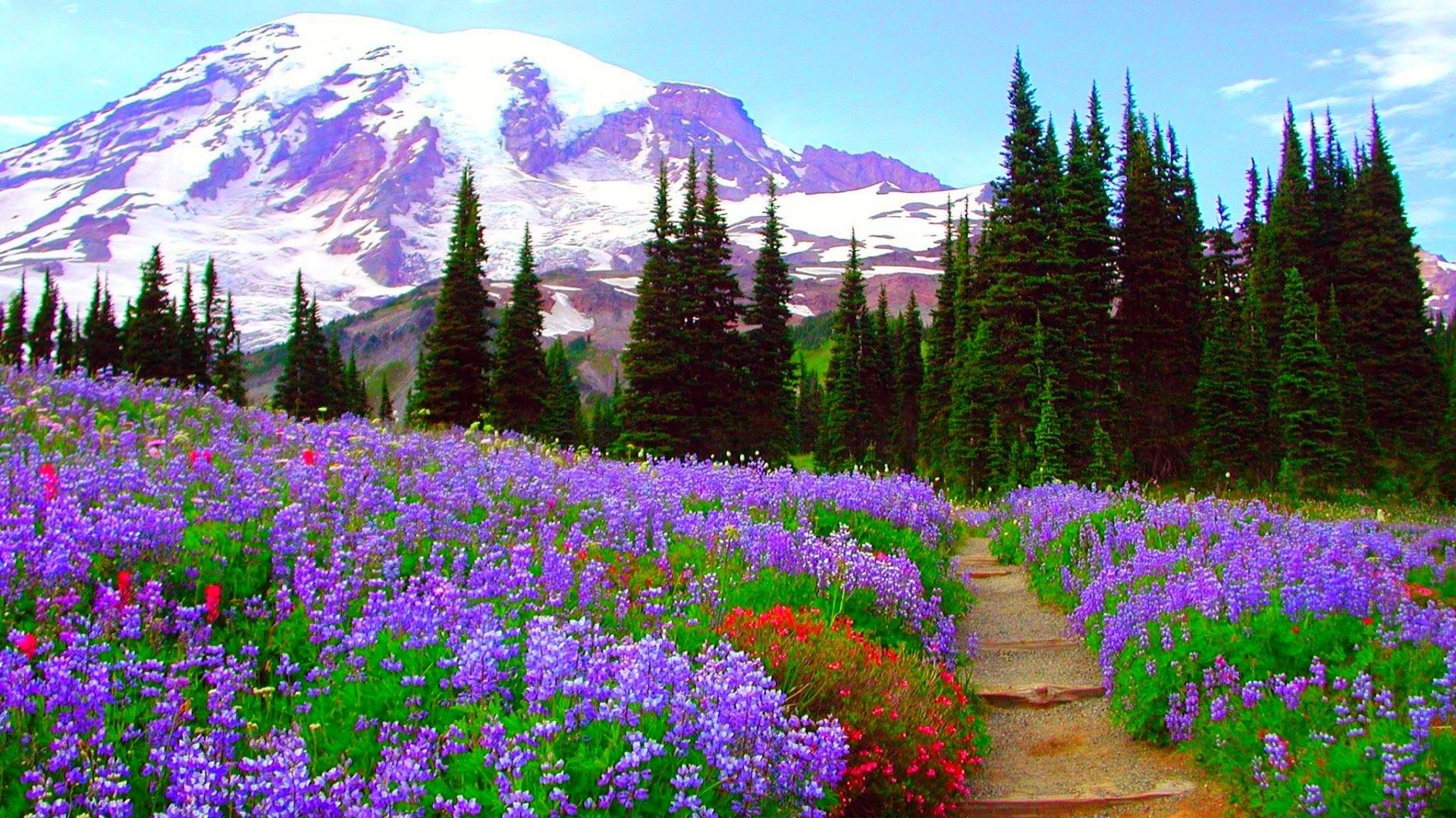 1920x1080 Forest Spring Mountains Green Flowers Path Wildflower Snowy Purple Peaks  Red Beautiful Flower Wallpaper Hd 1080p