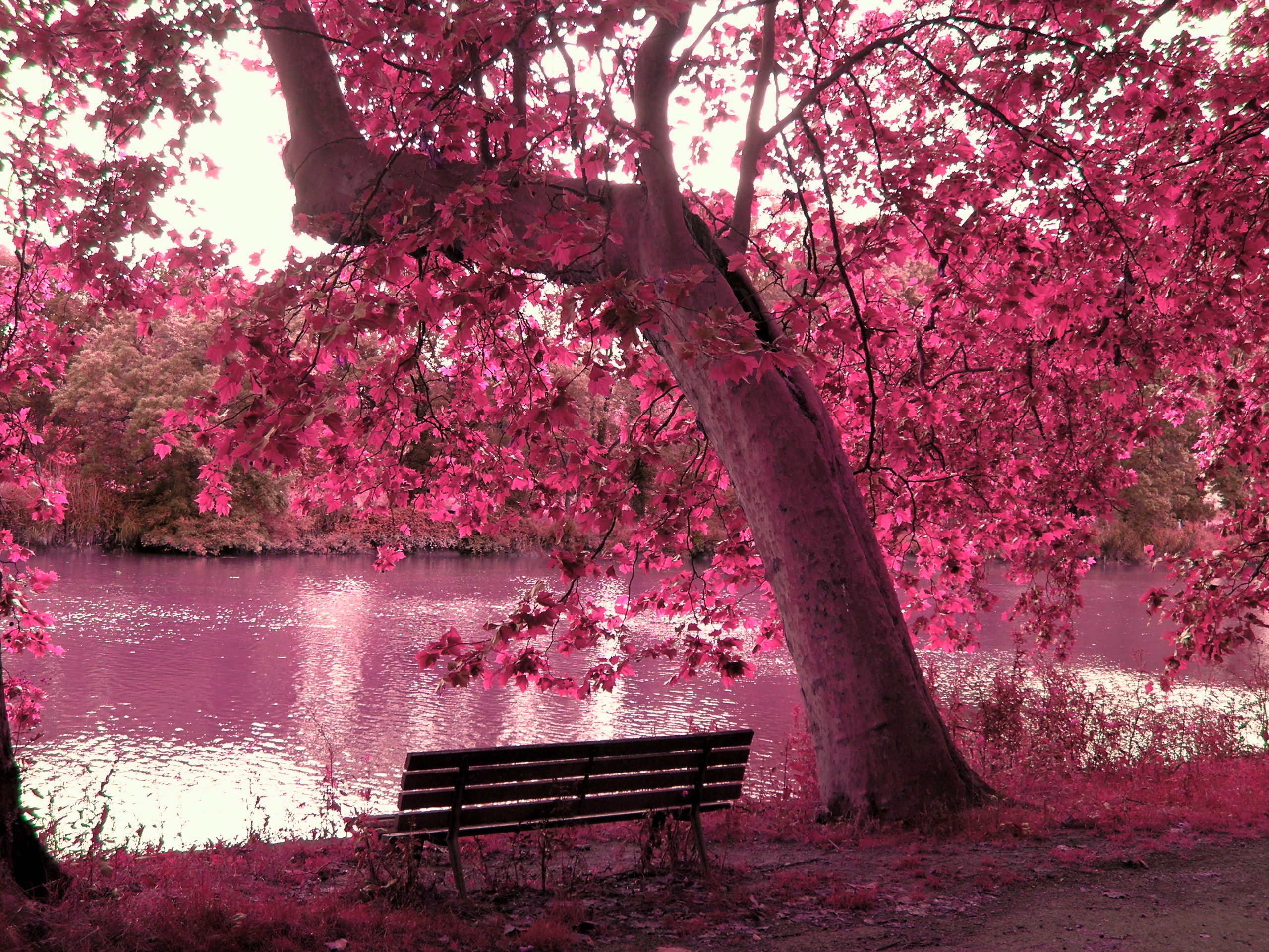2560x1920 Tree Trees Full Hd Literary Wondrous Wallpaper Free Bench Pink Graceful