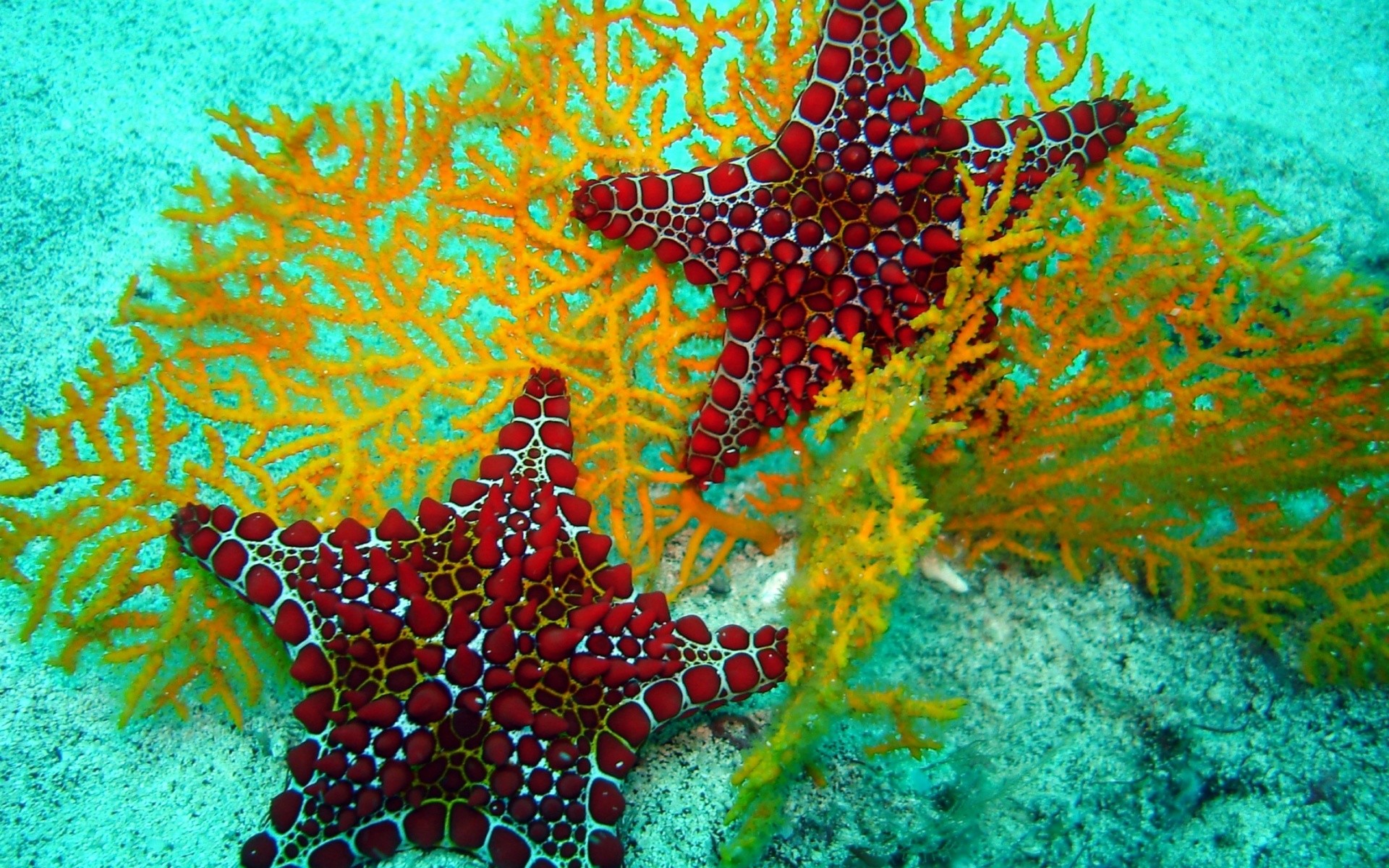 1920x1200 beautiful-red-starfish-image-wide-hd-desktop-wallpaper -for-background-full-free