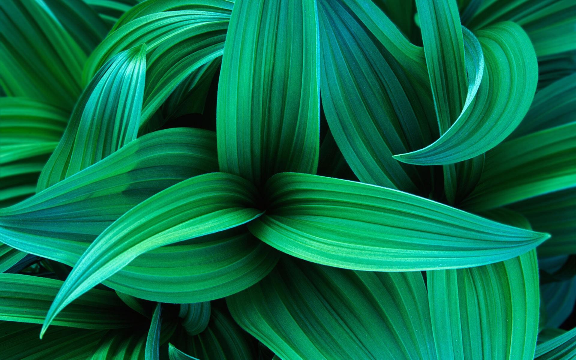 1920x1200 Exotic green leaves.