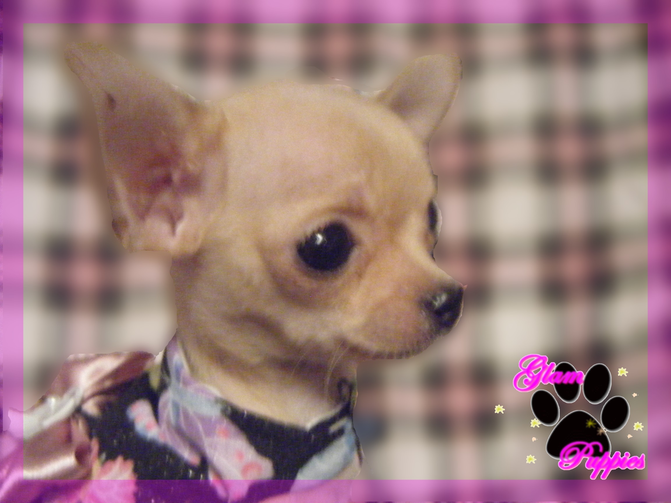 2304x1728 Images About Chihuahua Backgrounds On Teacup Puppies Pictures Full Wallpaper  With Of Hd For Android