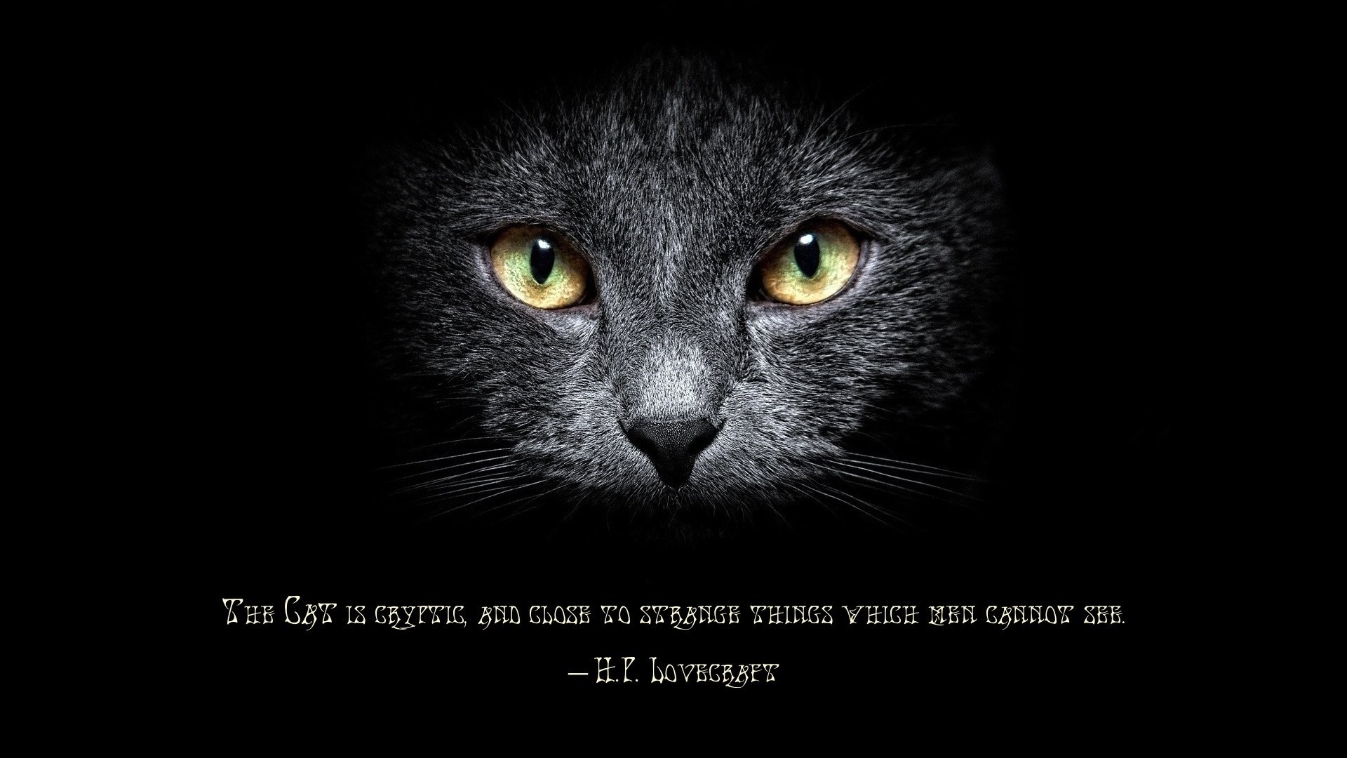 1920x1080 Misc - Quote Cat H. P. Lovecraft Wallpaper