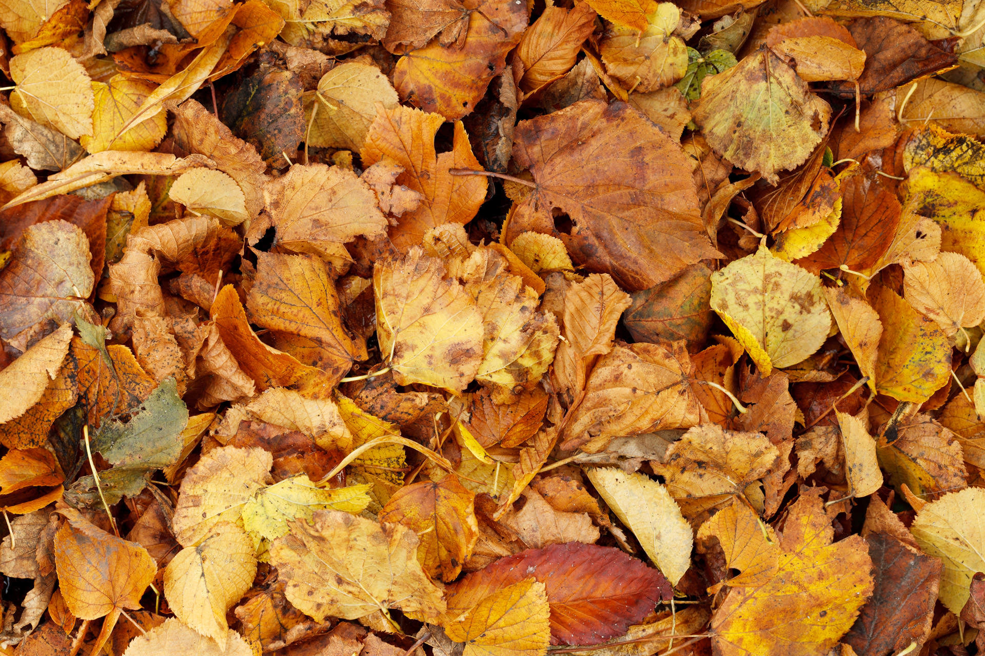 1920x1280 Dry Brown Leaves Background