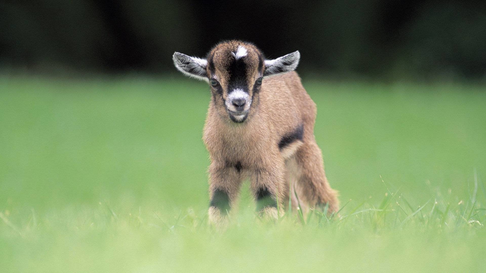 1920x1080 Baby Pygmy Goat