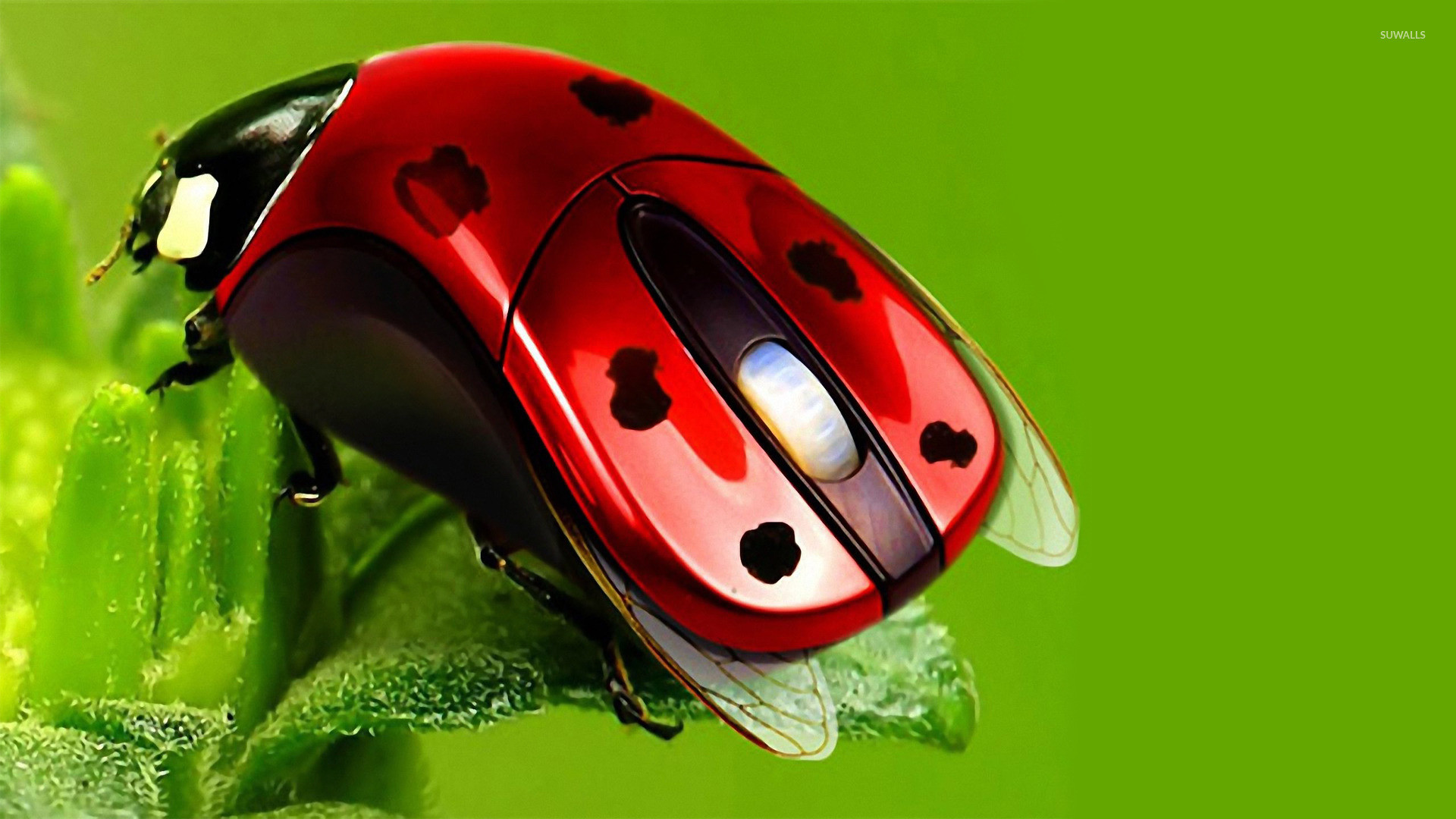 1920x1080 Ladybug mouse wallpaper  jpg