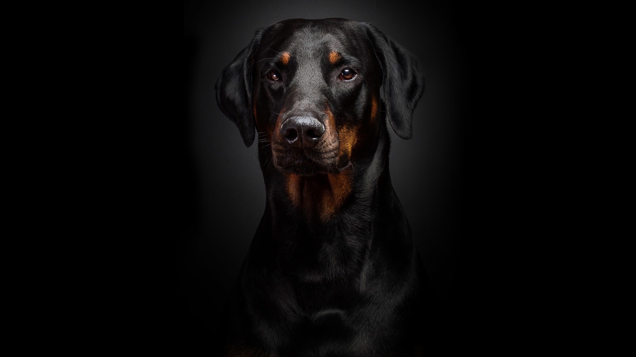 2080x1170 Quality Cool rottweiler picture by Halwell Butler (2017-03-20)