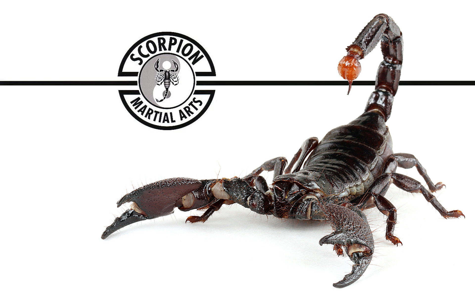 Scorpion Wallpapers:Amazon.com:Appstore for Android