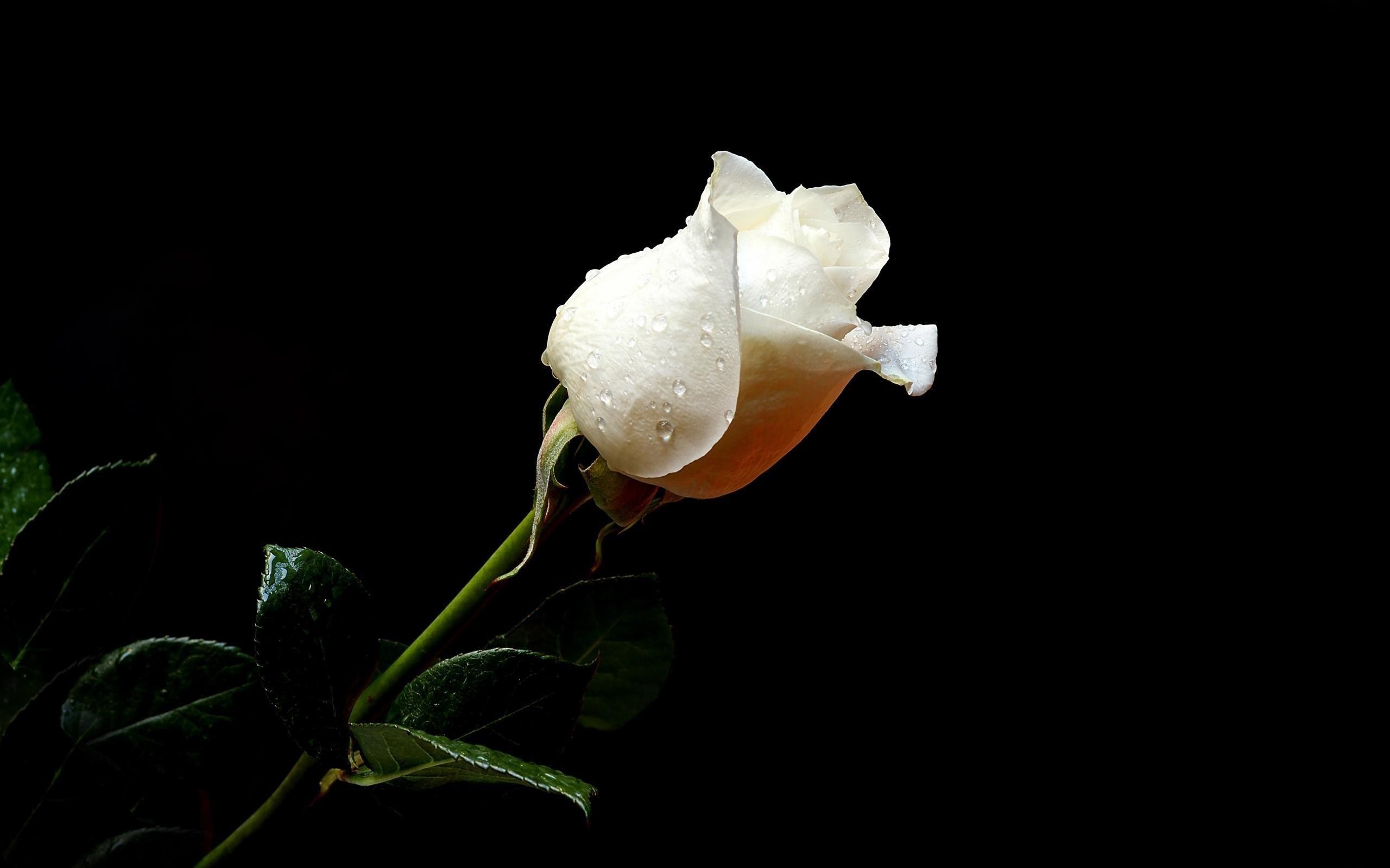 2560x1600  Wallpaper rose, flower, drops, fresh, black background