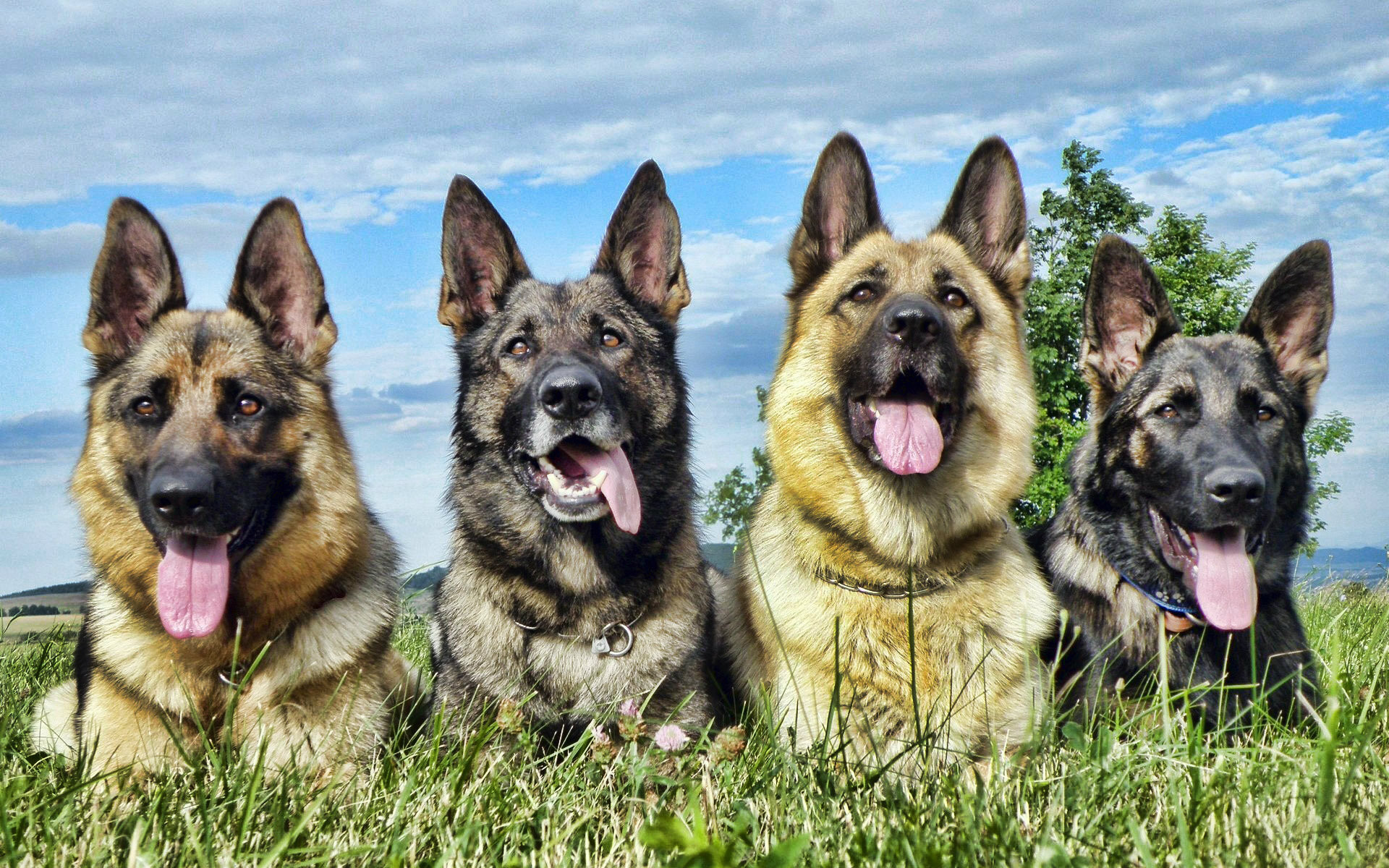 1920x1200 Exciting 40+ German Shepherd Wallpapers | Hd Dogs Wallpapers – Hd And Also  Dog Wallpaper New