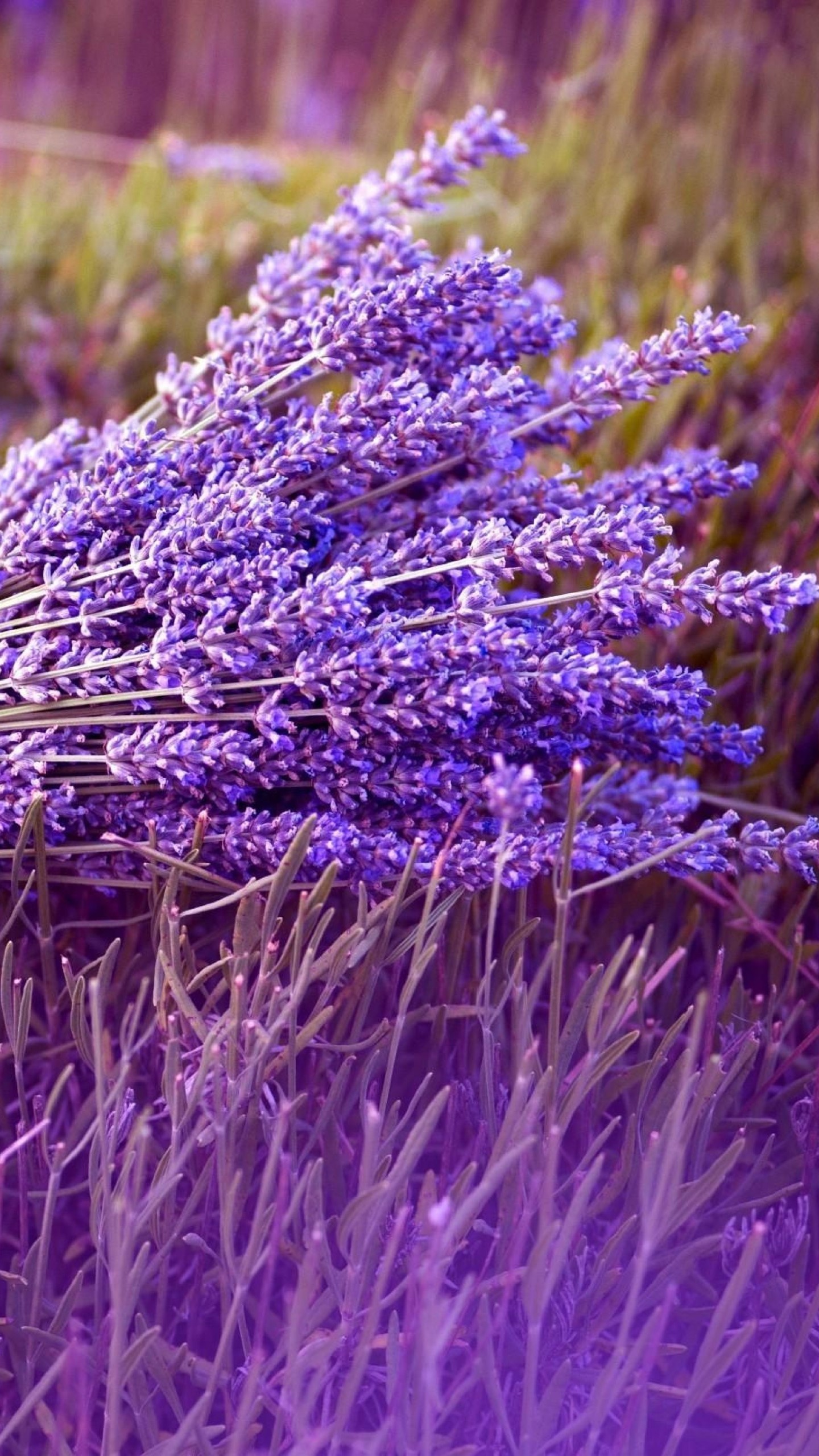 1440x2560 Preview wallpaper lavender, flower, ribbon, field 