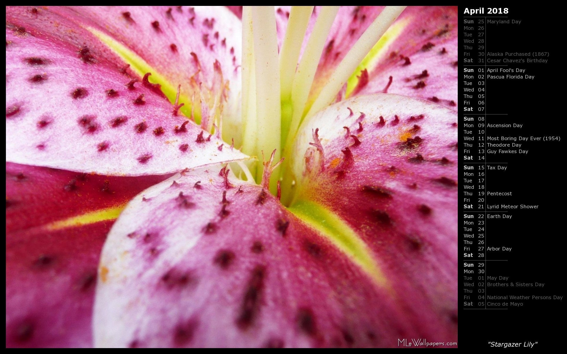 1920x1200   There's a Windows wallpaper of a bright yellow flower.  I love Stargazer lilies,
