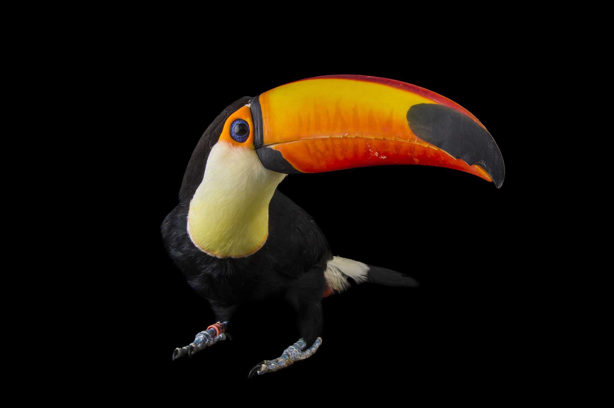 2048x1363 Nice wallpapers Toucan px