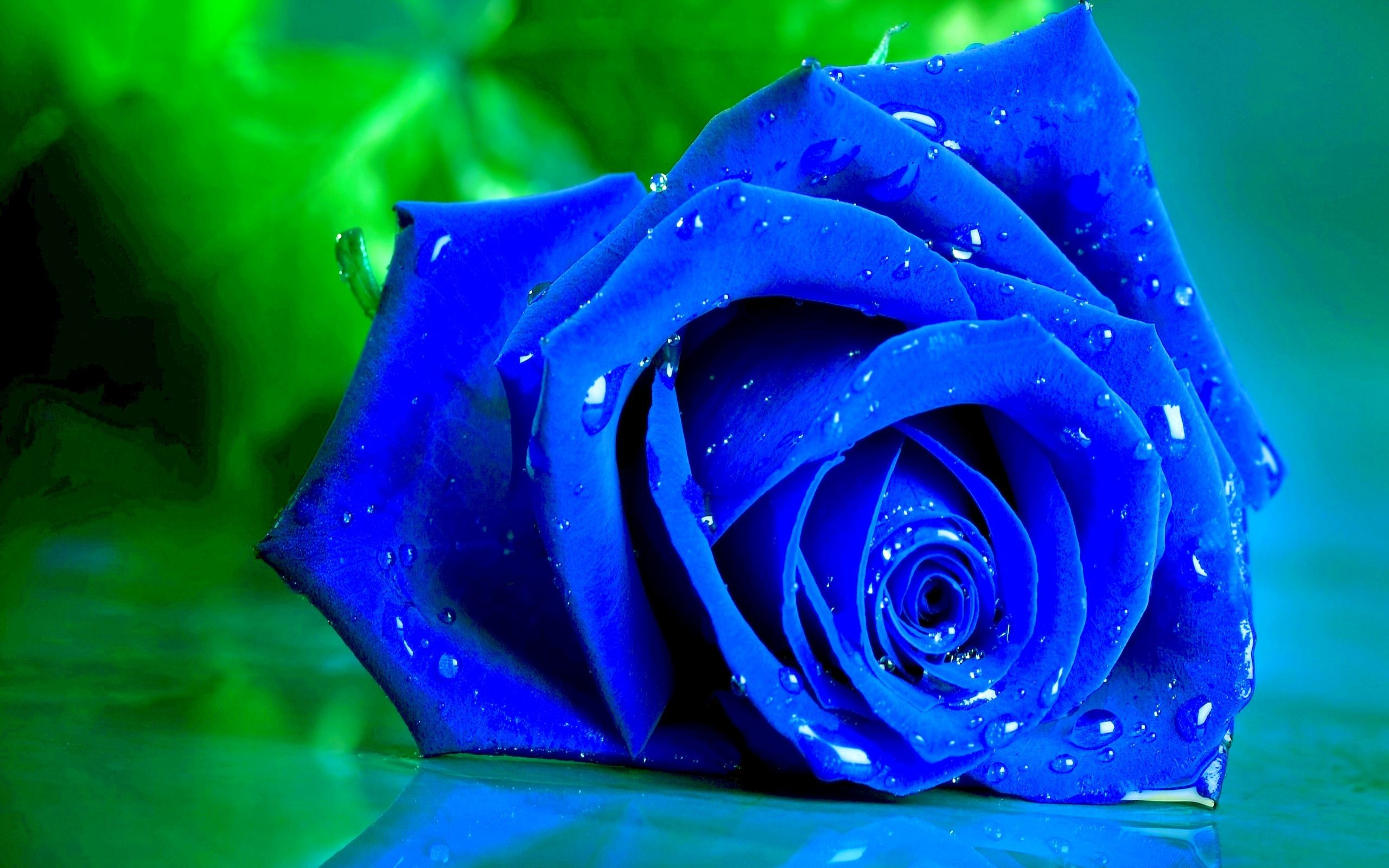 2560x1600 3840x2160 Rose Wallpapers for Desktop (68+ background pictures)">