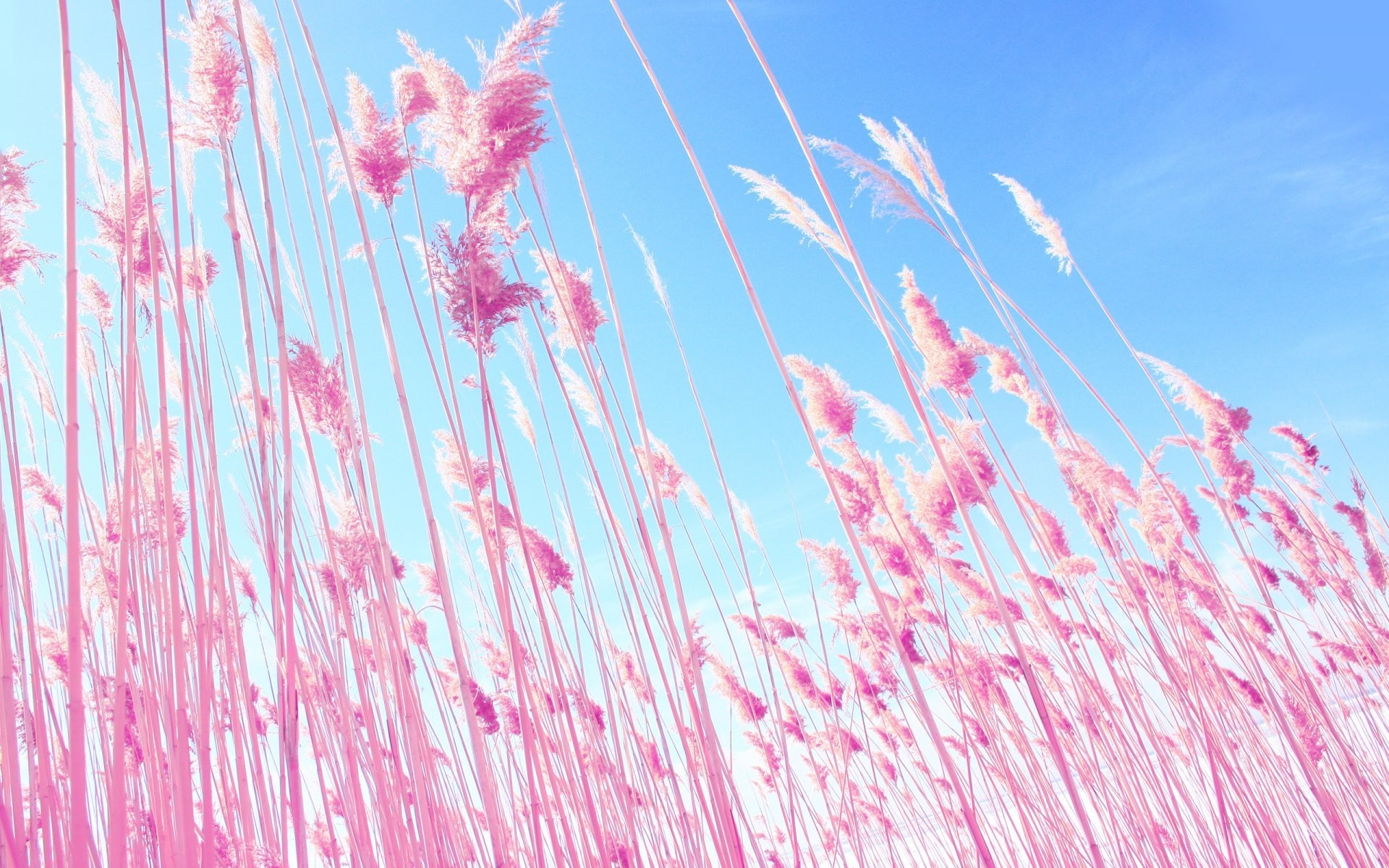 1920x1200 nature plant pink ears spikes blue sky blue sky pink